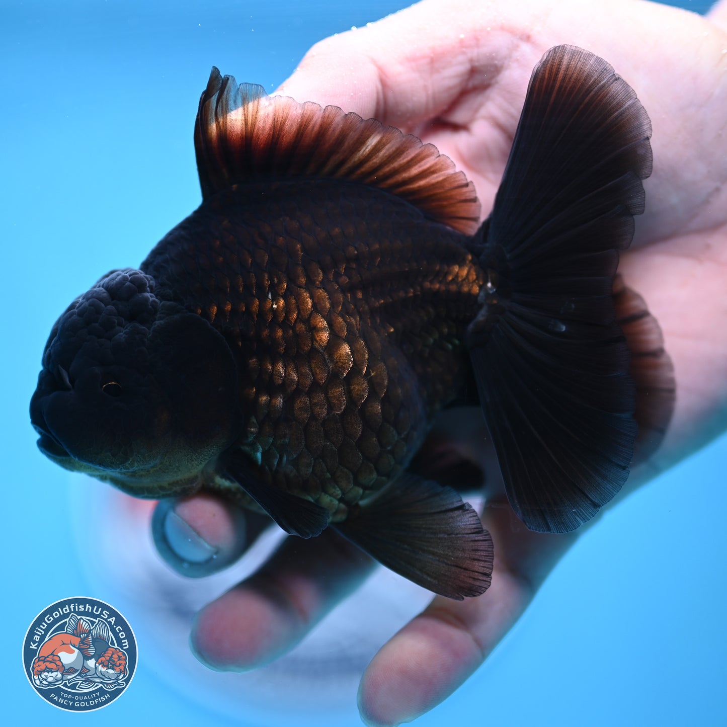 Jet Black Oranda 4.5 inches - Female (241122_OR20) - Kaiju Goldfish USA