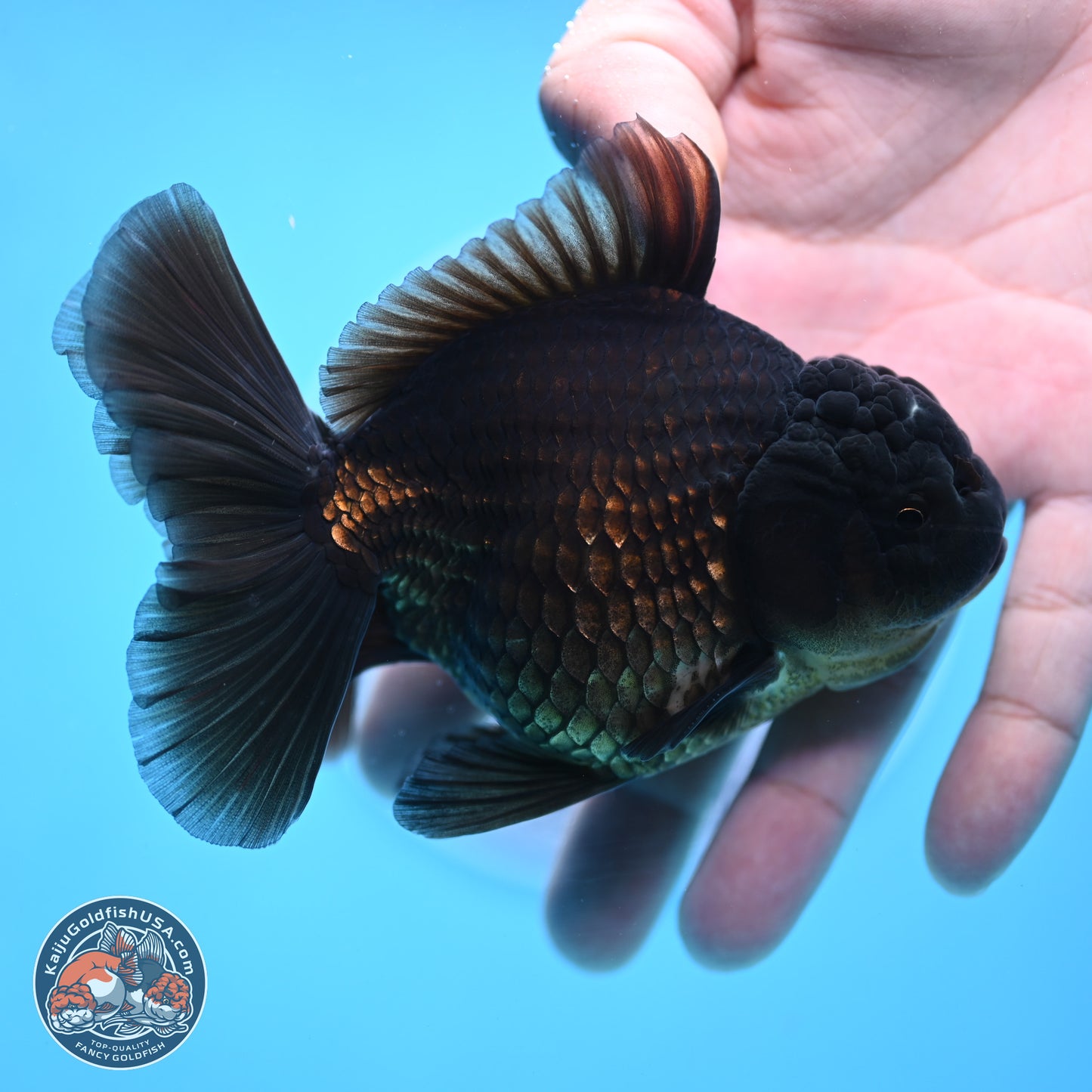 Jet Black Oranda 4.5 inches - Female (241122_OR20) - Kaiju Goldfish USA