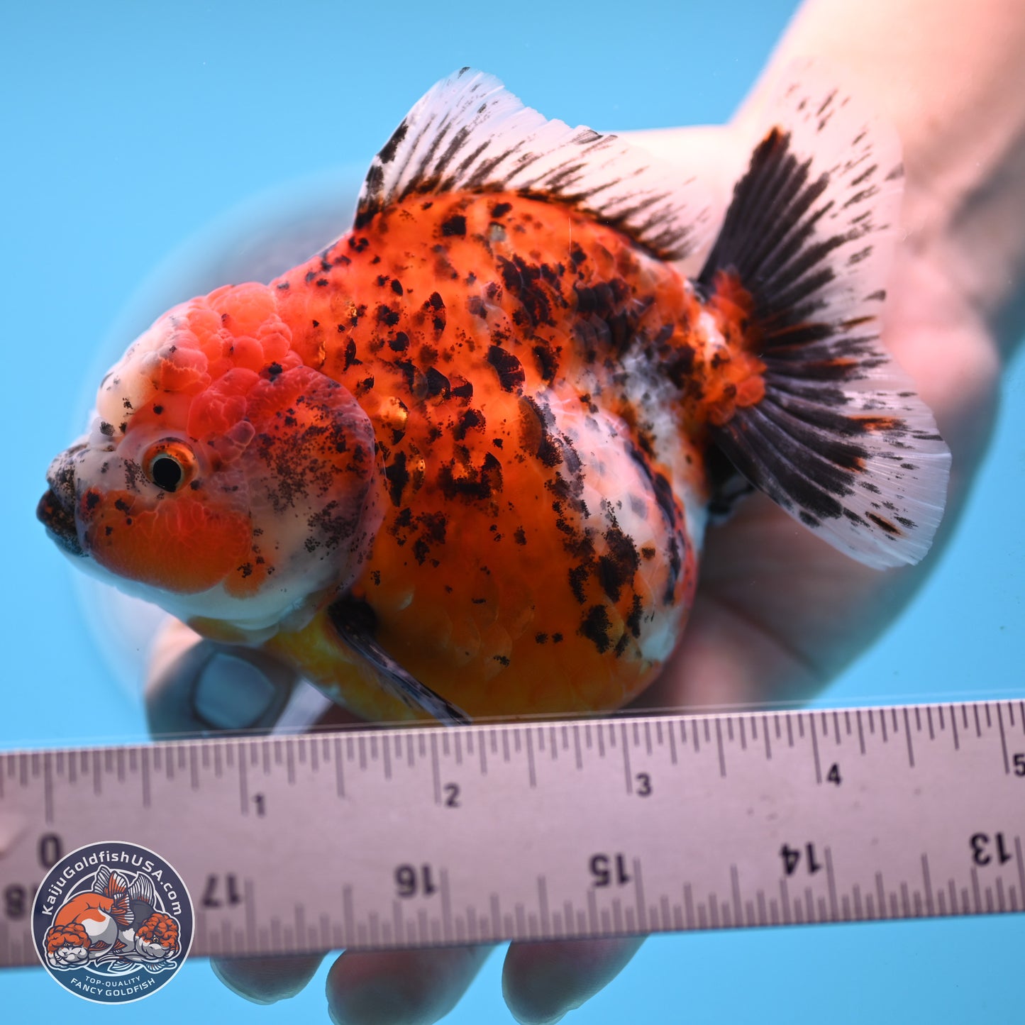 Shogun Calico Oranda 4 inches Body - Female (250207_OR20)
