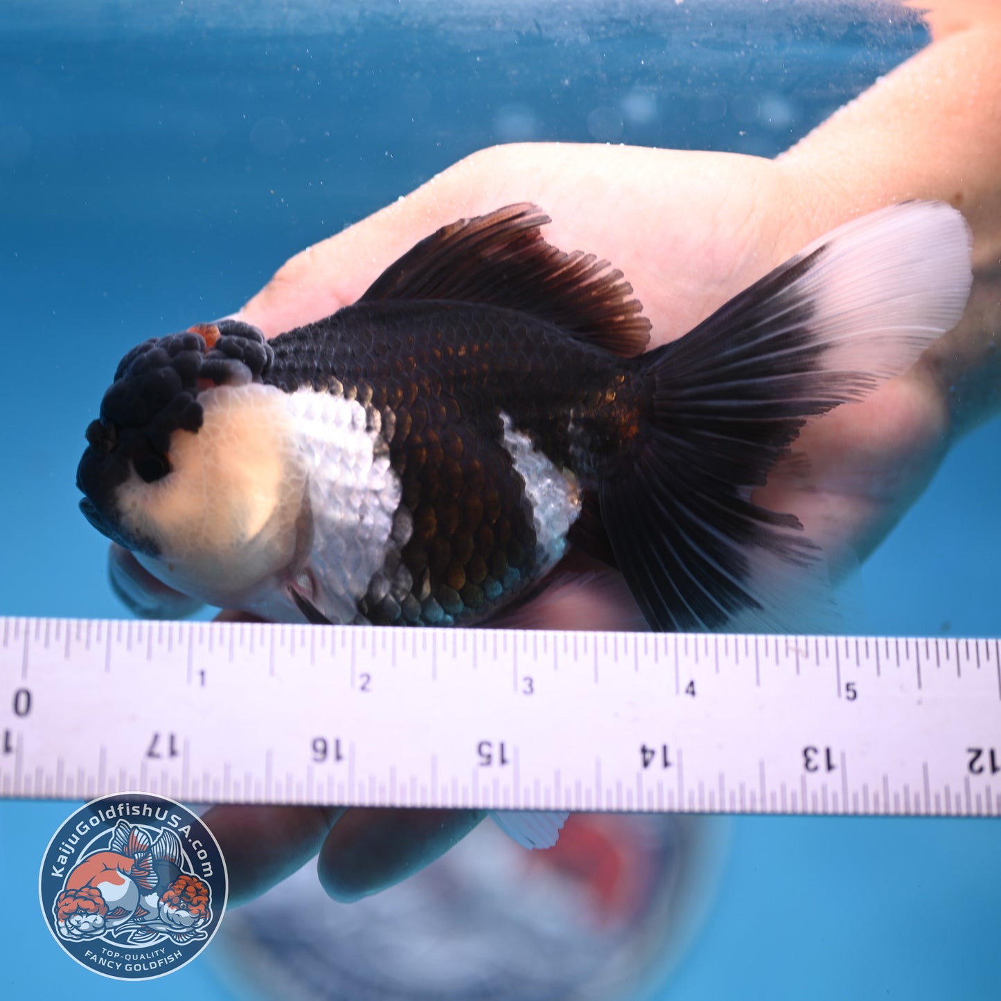 Panda Oranda 3.5 inches Body (250530_OR20)