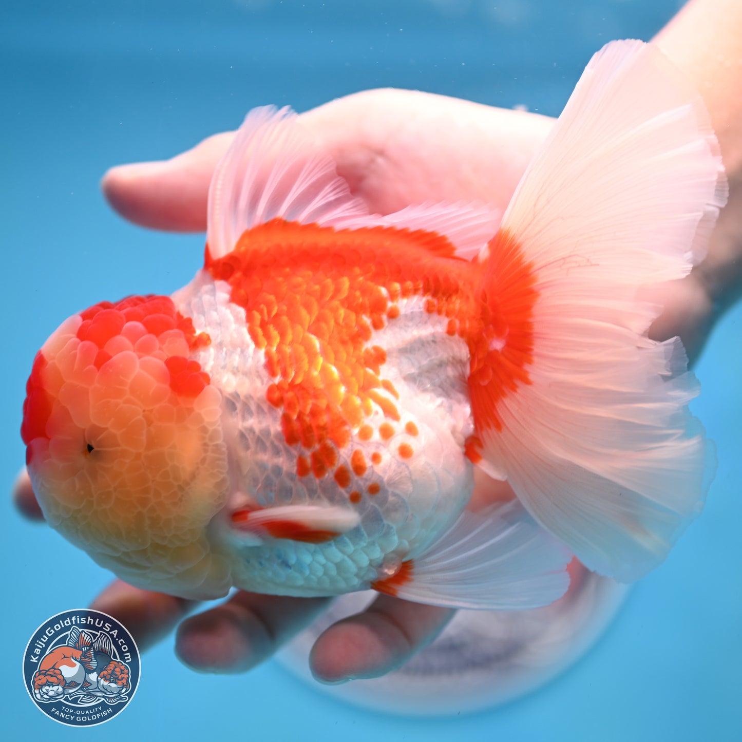 Red White Rose Tail Oranda 4 inches Body - Female (250214_OR20)