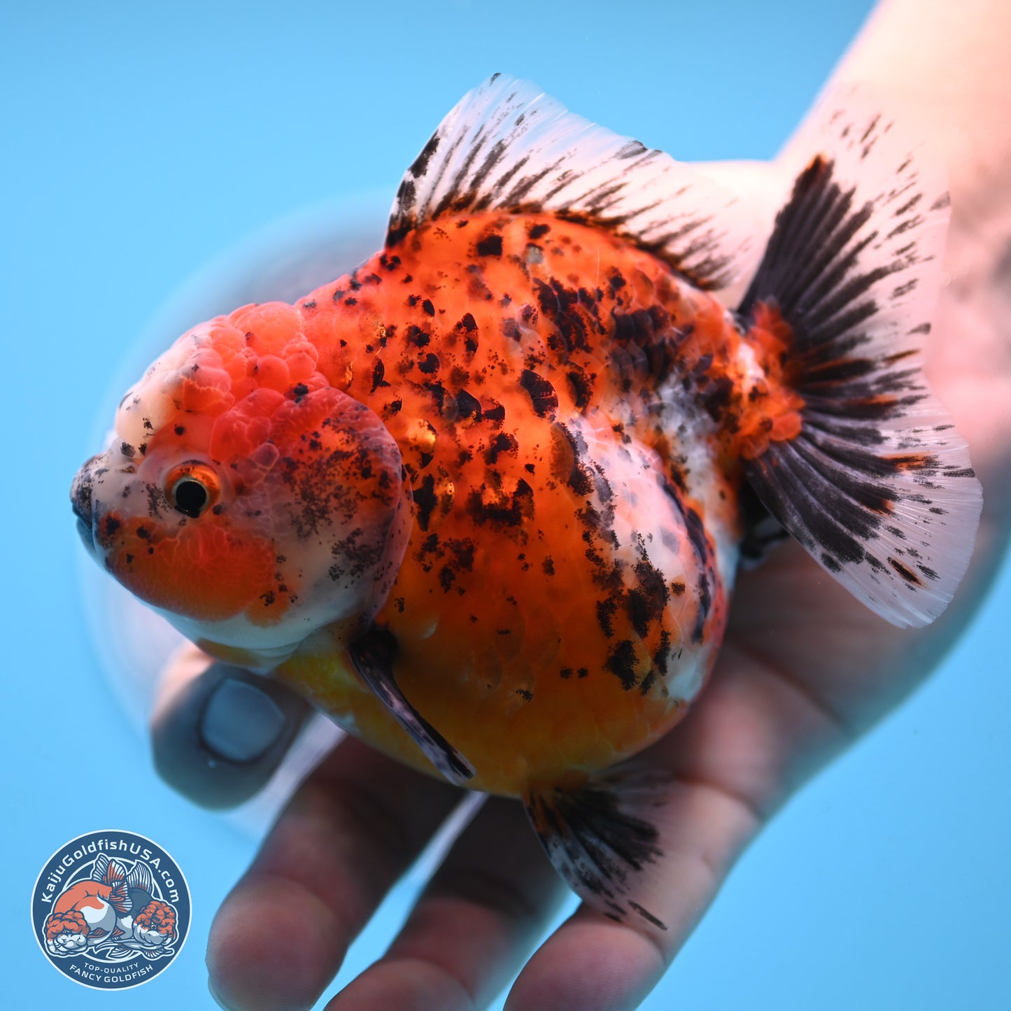Shogun Calico Oranda 4 inches Body - Female (250207_OR20)
