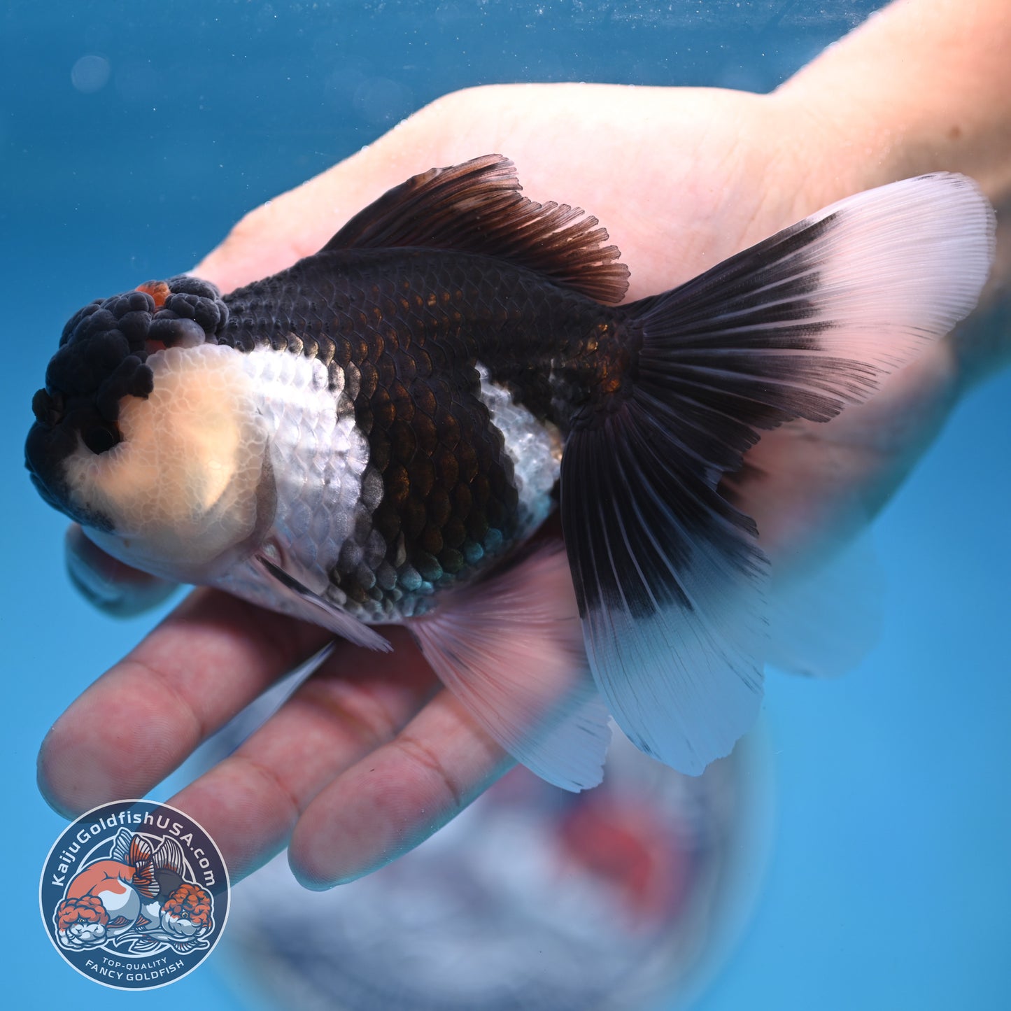 Panda Oranda 3.5 inches Body (250530_OR20)
