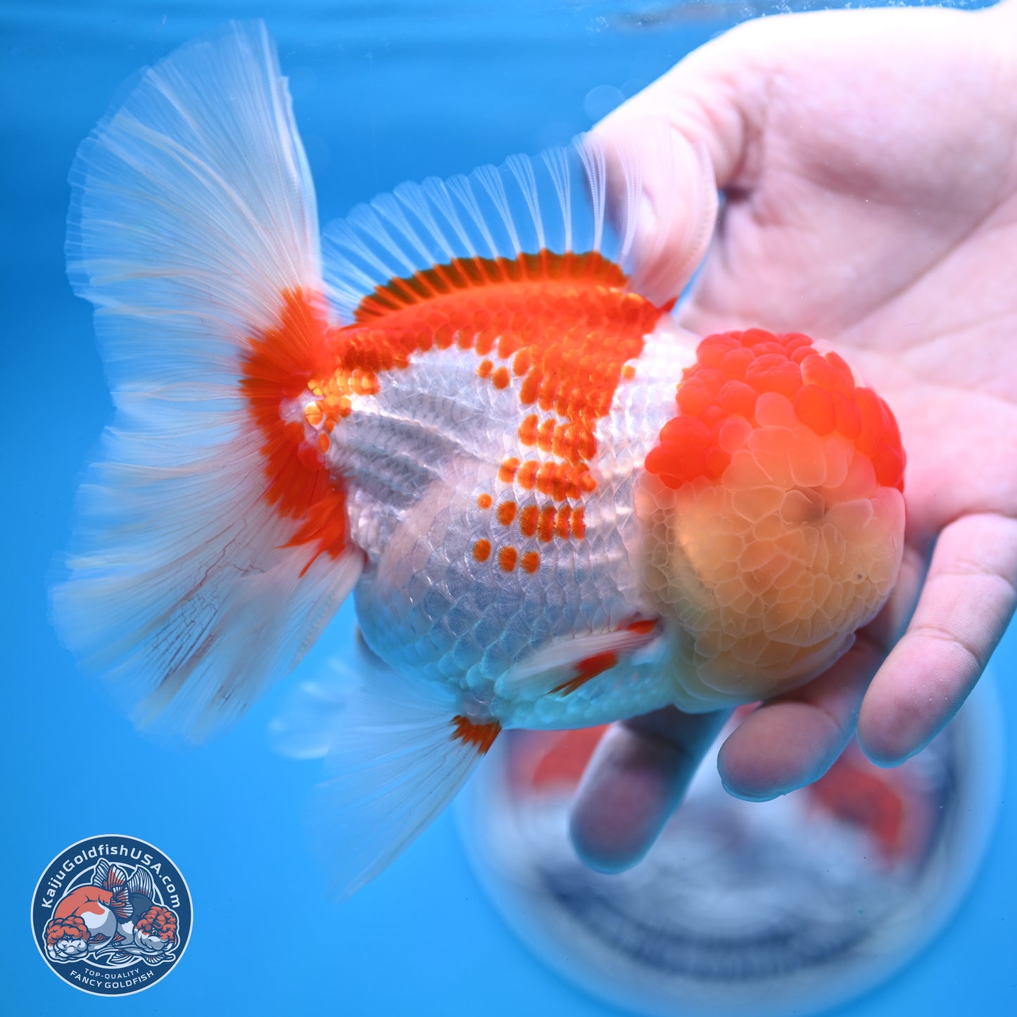 Red White Rose Tail Oranda 4 inches Body - Female (250214_OR20)