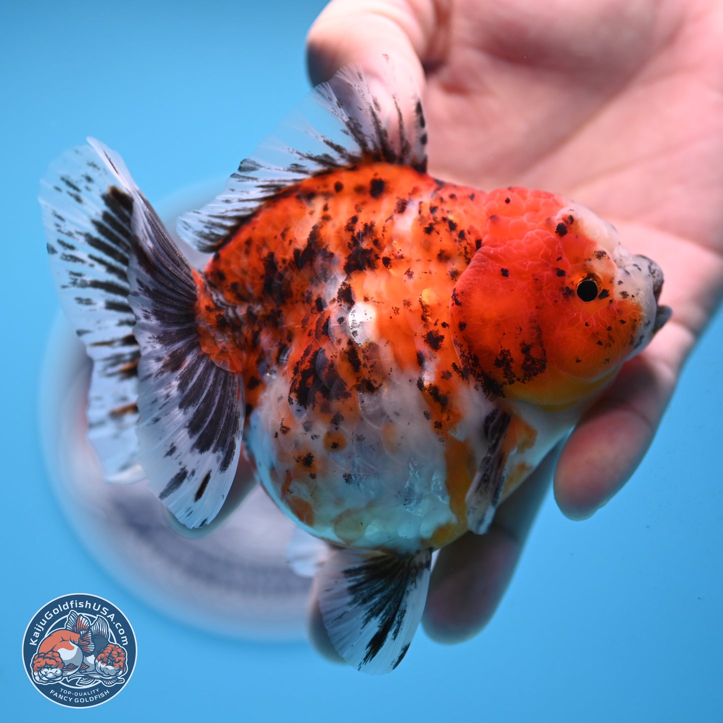 Shogun Calico Oranda 4 inches Body - Female (250207_OR20)