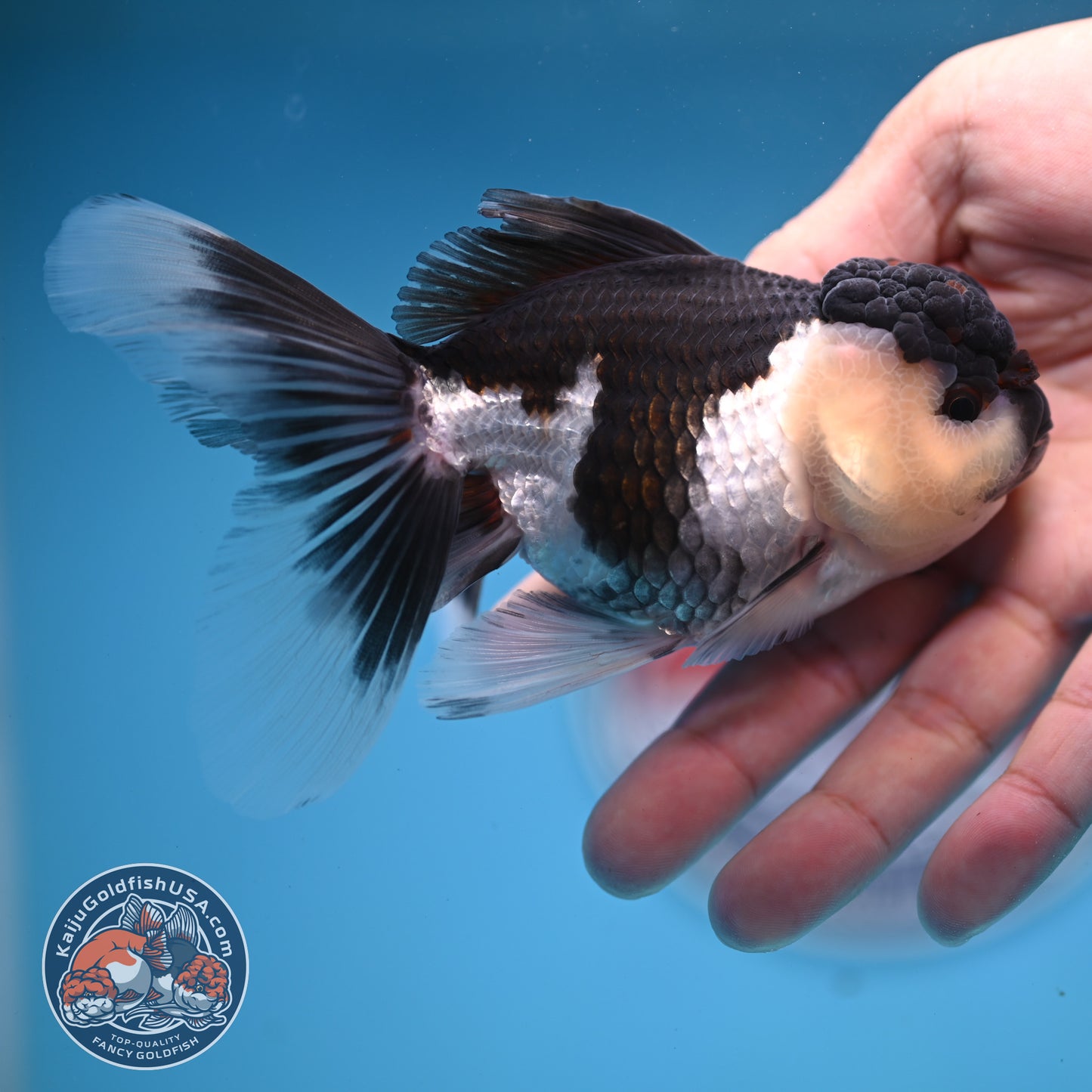 Panda Oranda 3.5 inches Body (250530_OR20)