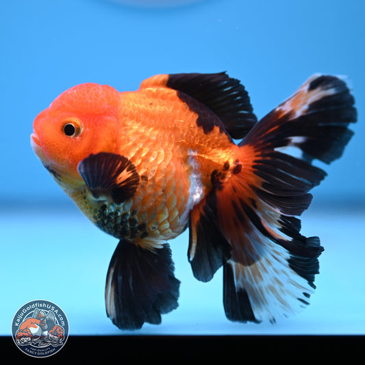 Tricolor Orchid Tail Oranda 3in Body (240816_OR20) - Kaiju Goldfish USA