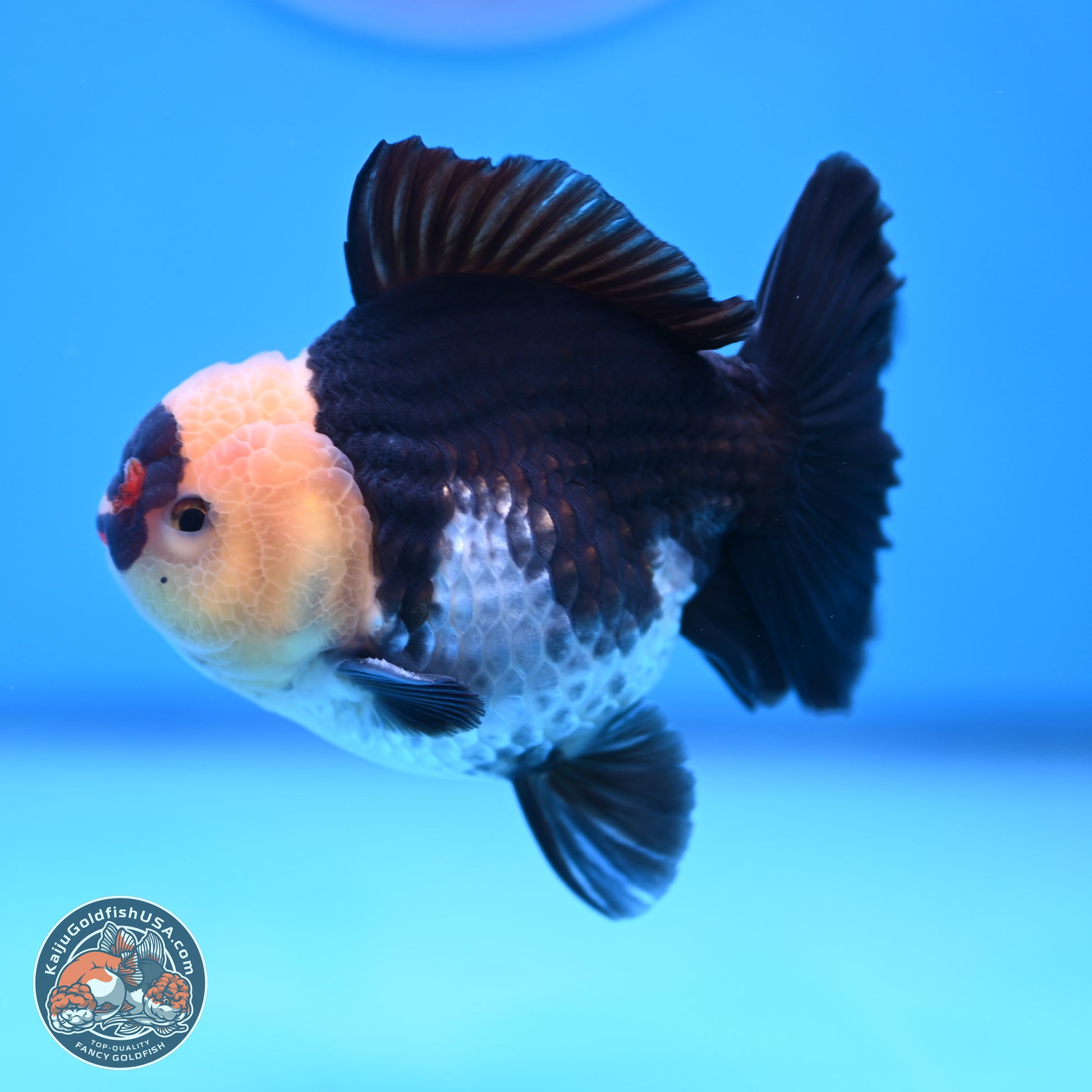 Tricolor YuanBao Oranda 3.5 inches Body - Male (241227_OR20) - Kaiju Goldfish USA