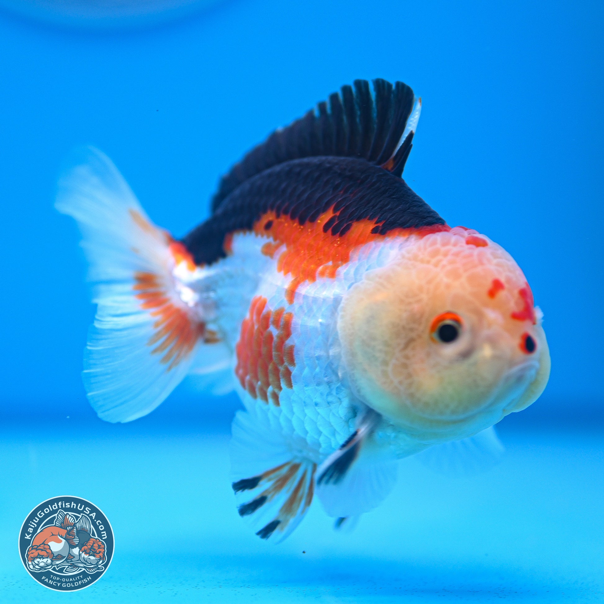 Tricolor Oranda 3.5-4.5 inches (240913_OR20) - Kaiju Goldfish USA