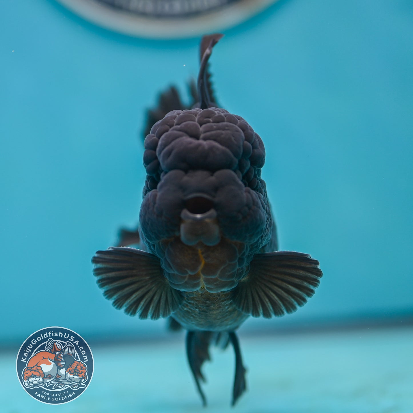 Jet Black Rose Tail Oranda 3.75 inches Body (250502_OR20)