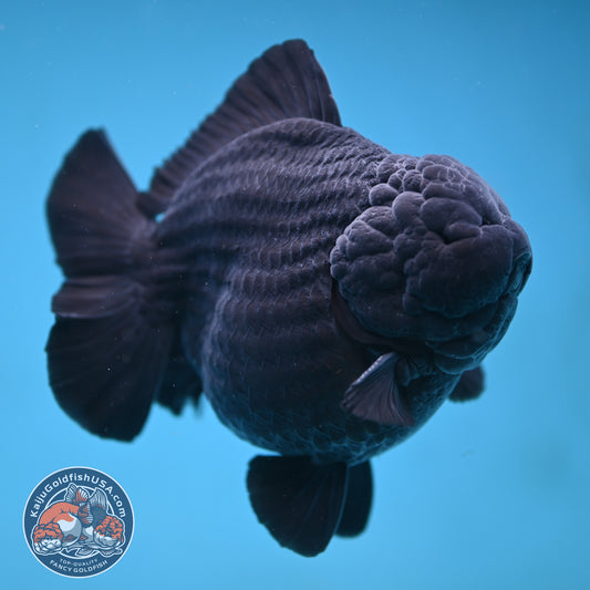 Show Grade Jumbo Shogun Godzilla Jet Black Oranda inch Body (250822_OR20)