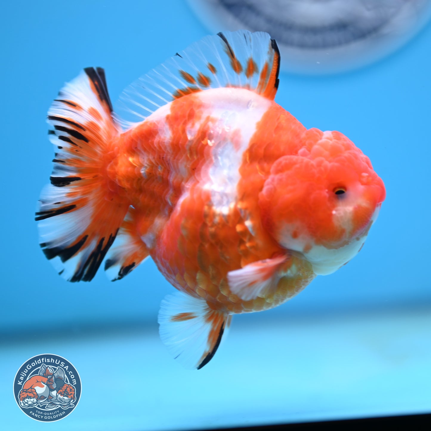 Shogun Sakura Oranda 4 inches Body - Male (250131_OR20)