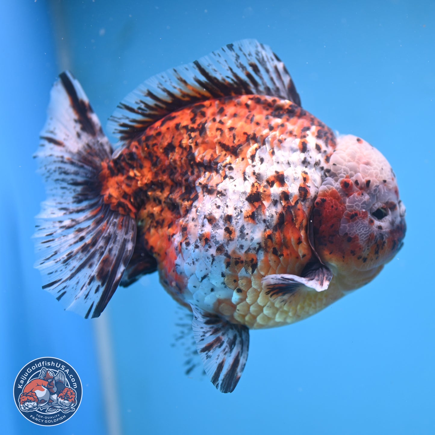 Super Jumbo Shogun Godzilla Oranda 7 inches - Male (241115_OR20) - Kaiju Goldfish USA