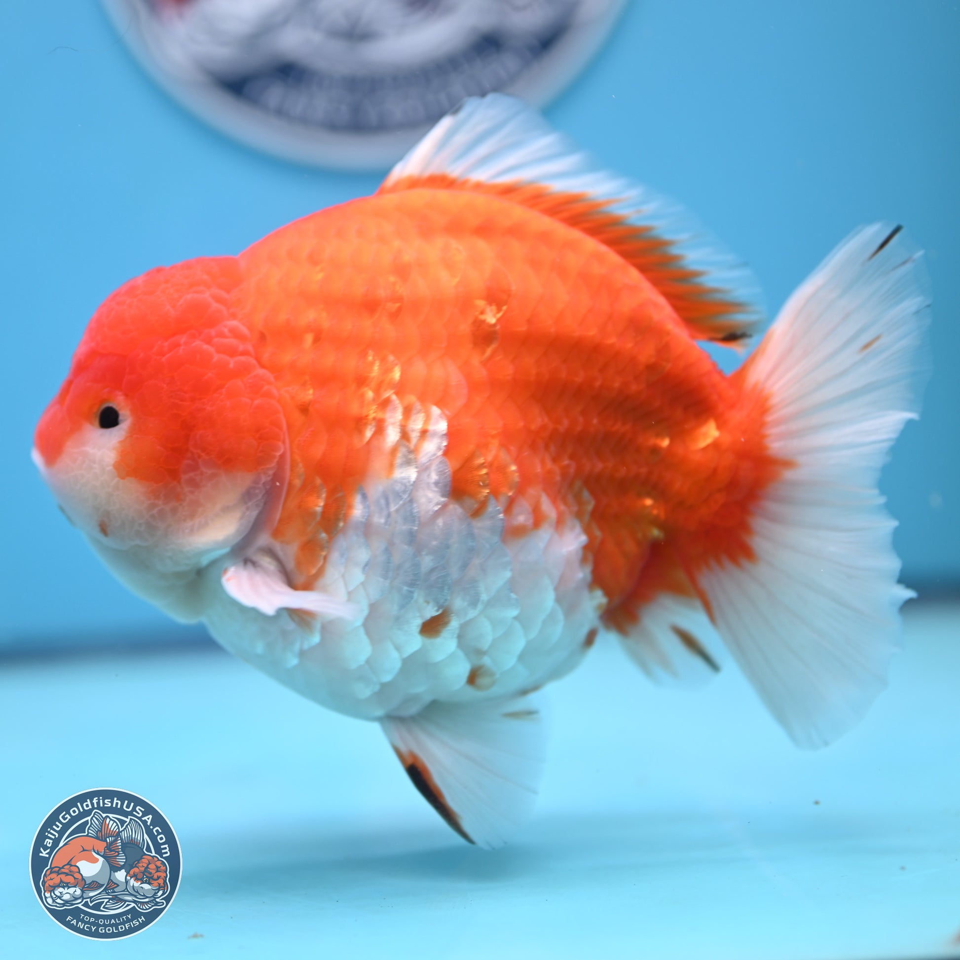 Jumbo Shogun Godzilla Sakura Oranda 6-7 inches (241004_OR20) - Kaiju Goldfish USA