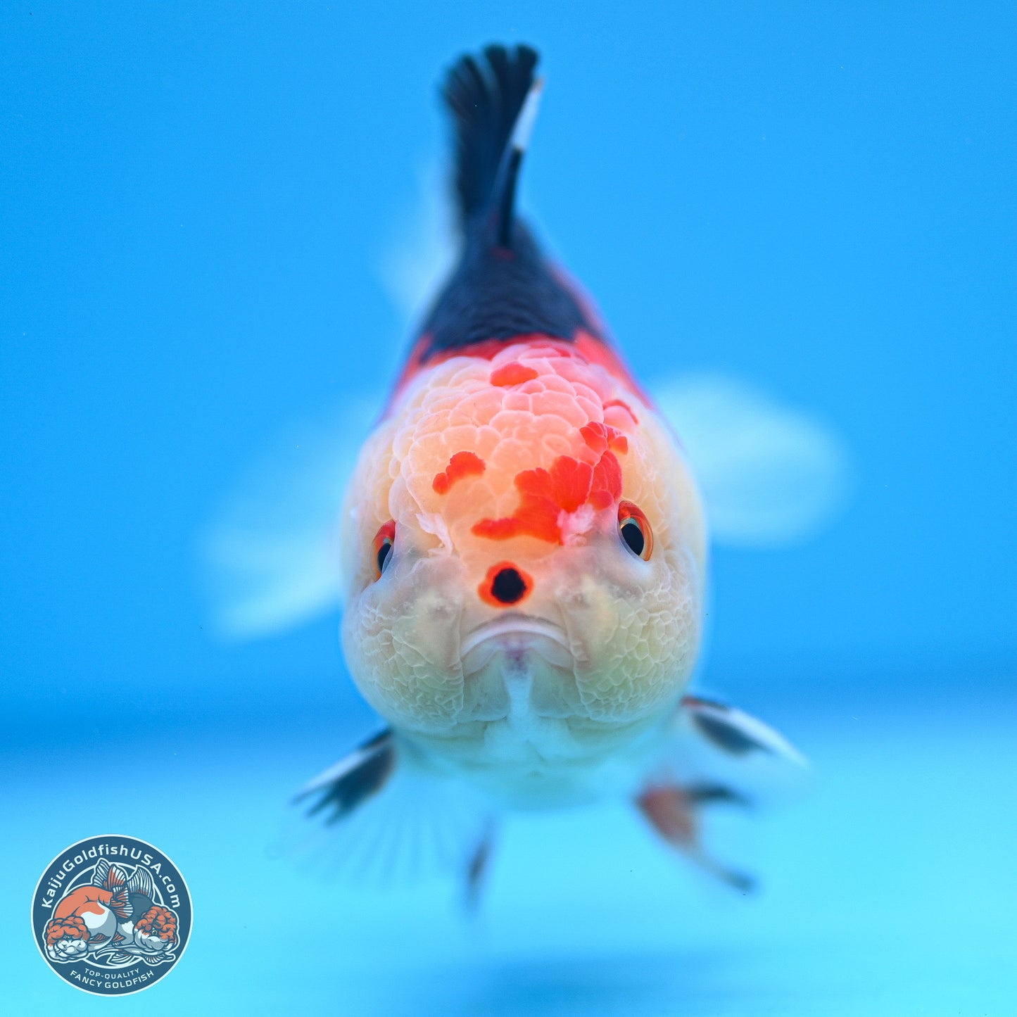 Tricolor Oranda 3.5-4.5 inches (240913_OR20) - Kaiju Goldfish USA