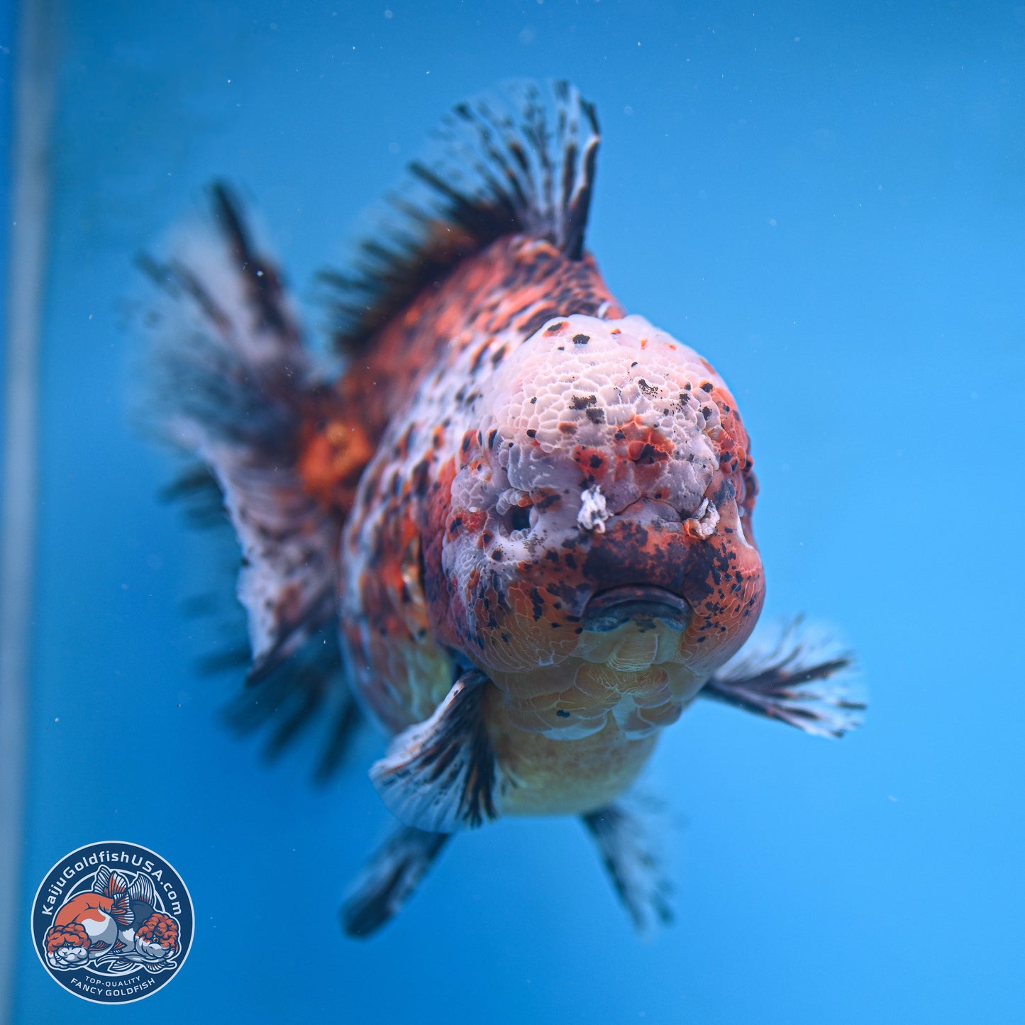 Super Jumbo Shogun Godzilla Oranda 7 inches - Male (241115_OR20) - Kaiju Goldfish USA