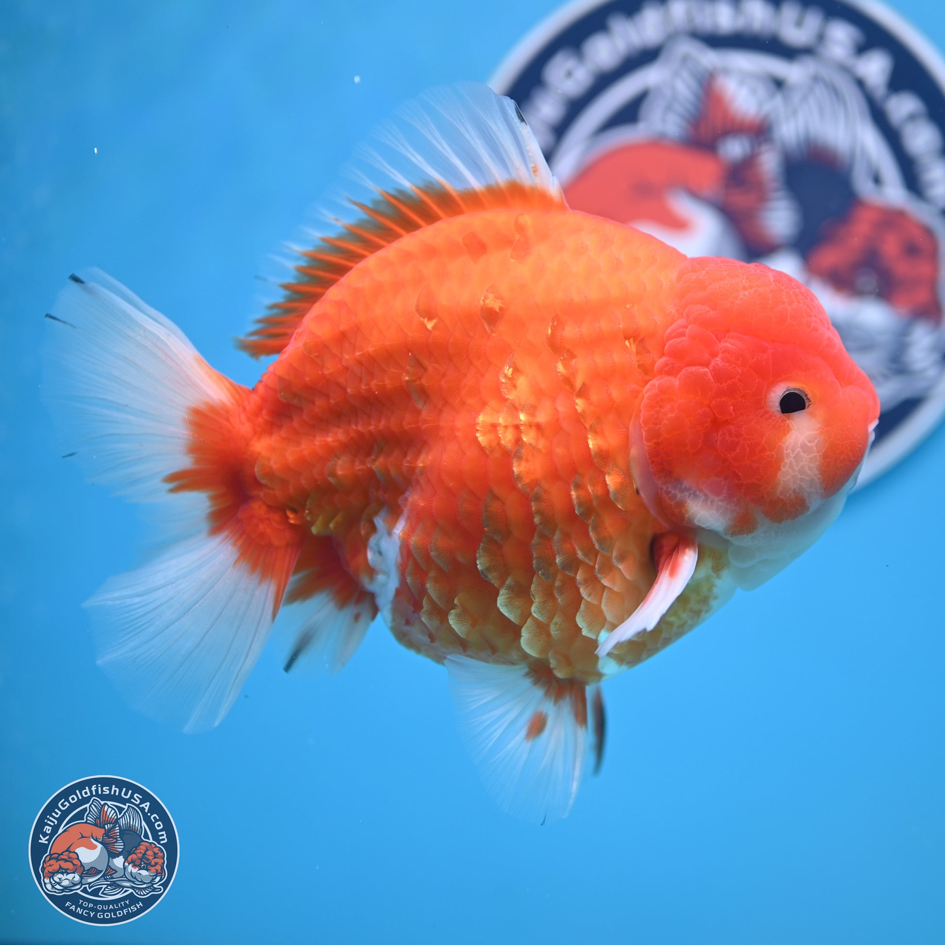 Jumbo Shogun Godzilla Sakura Oranda 6-7 inches (241004_OR20) - Kaiju Goldfish USA