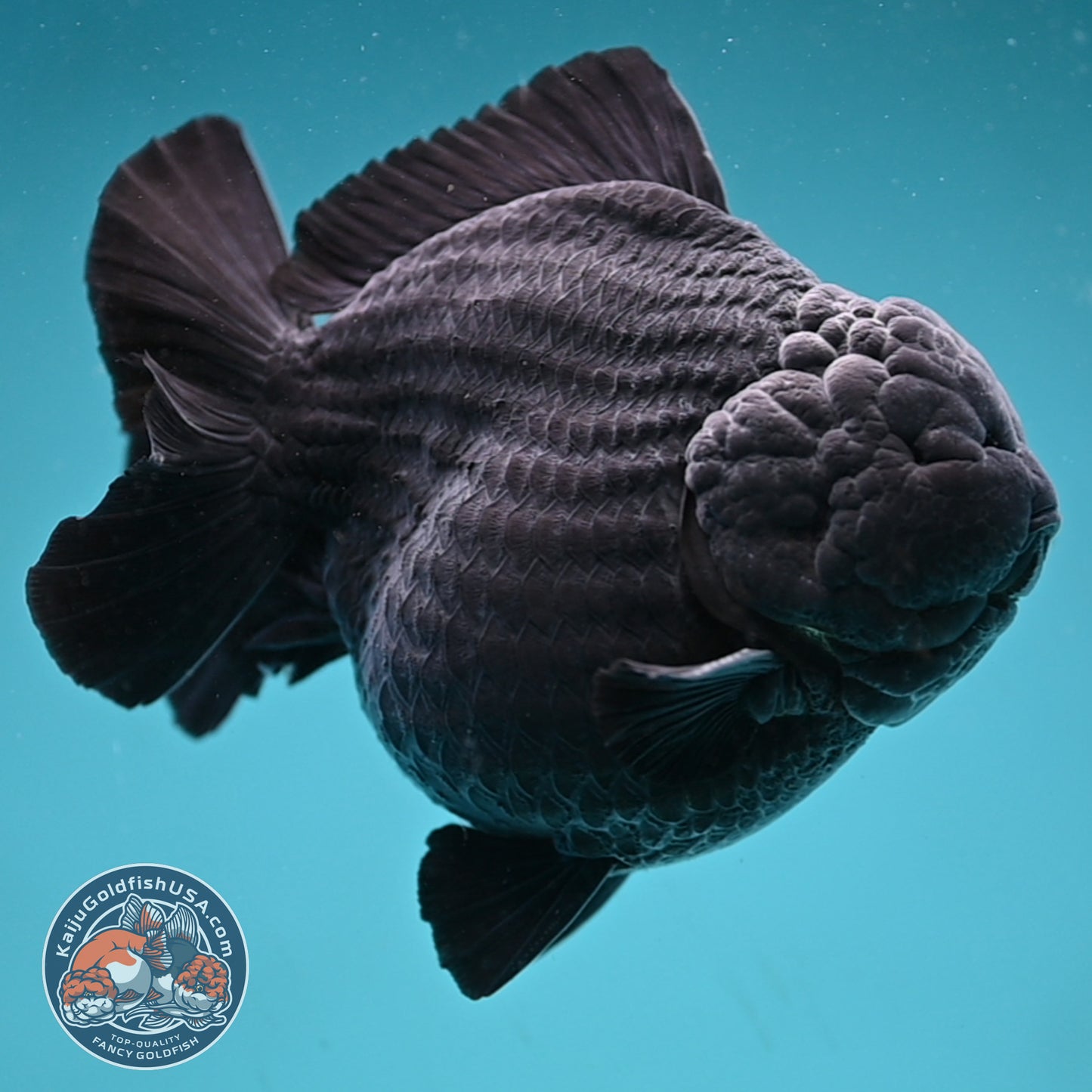 Show Grade Jumbo Shogun Godzilla Jet Black Oranda inch Body (250822_OR20)