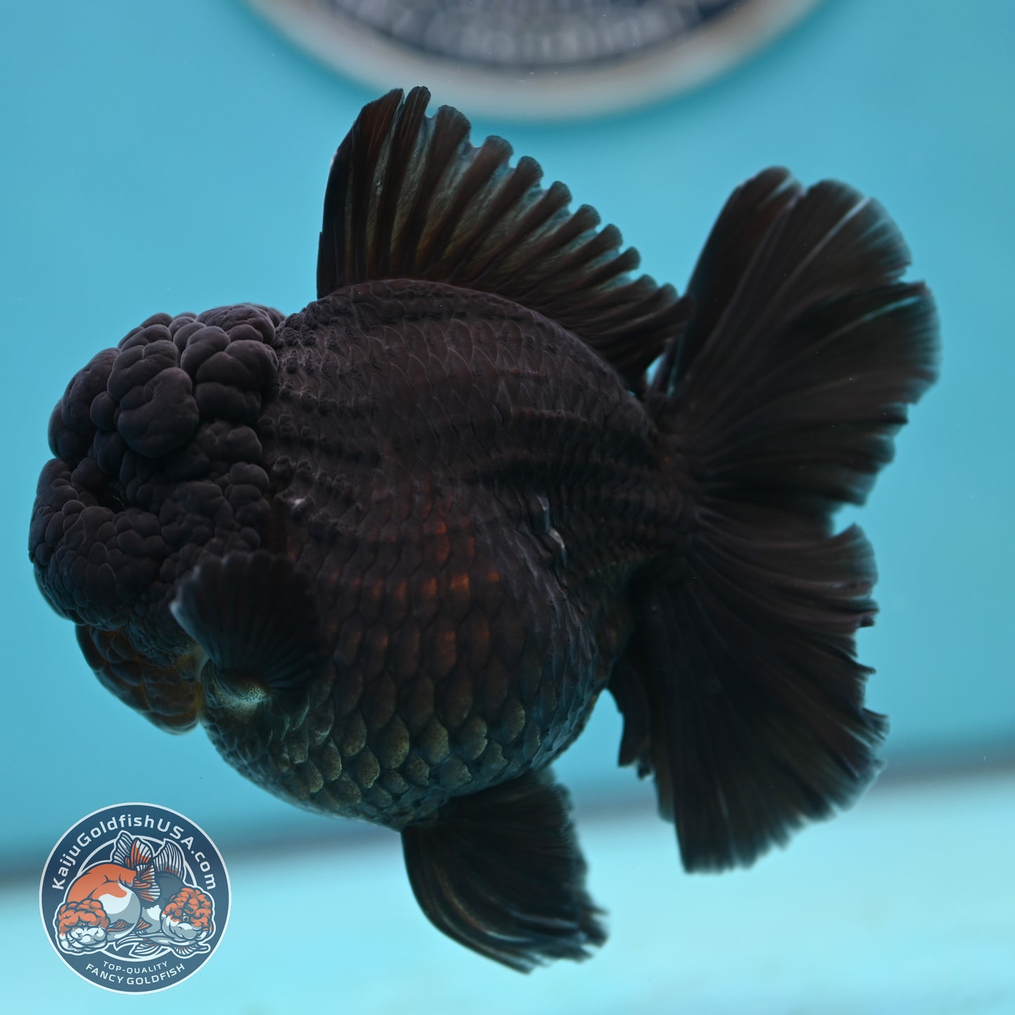 Jet Black Rose Tail Oranda 3.75 inches Body (250502_OR20)