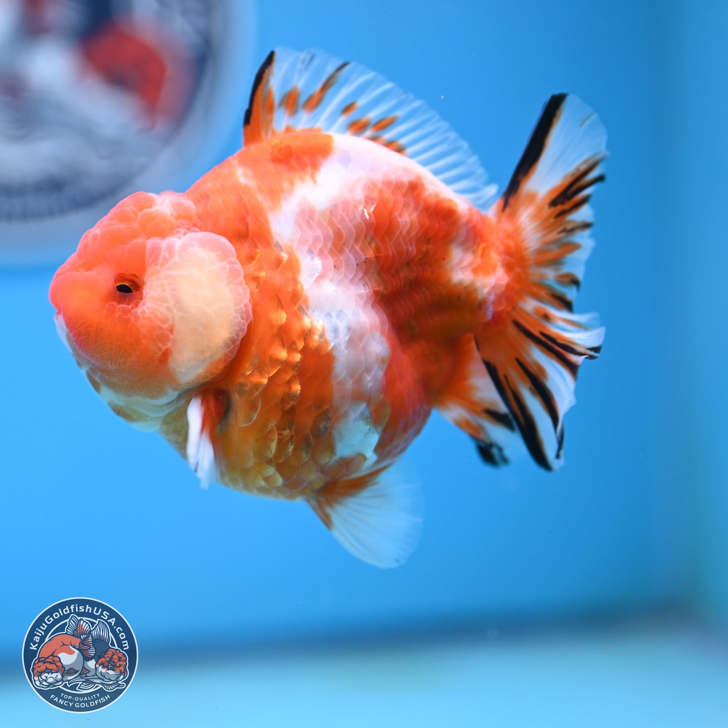 Shogun Sakura Oranda 4 inches Body - Male (250131_OR20)