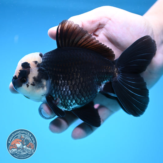 Panda Oranda 4 inch Body (250912_OR20)