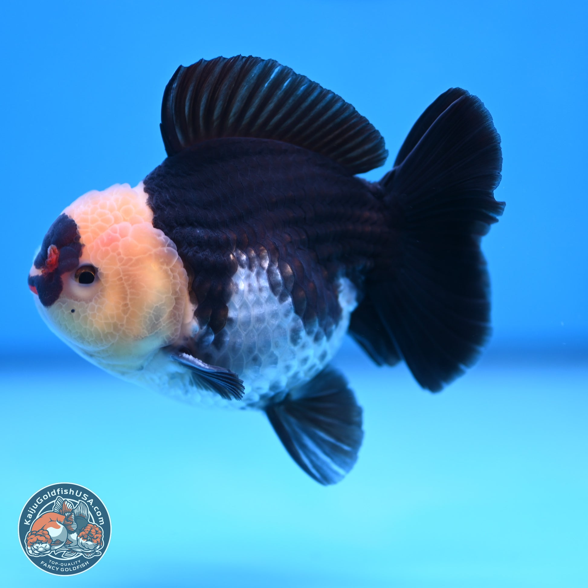 Tricolor YuanBao Oranda 3.5 inches Body - Male (241227_OR20) - Kaiju Goldfish USA