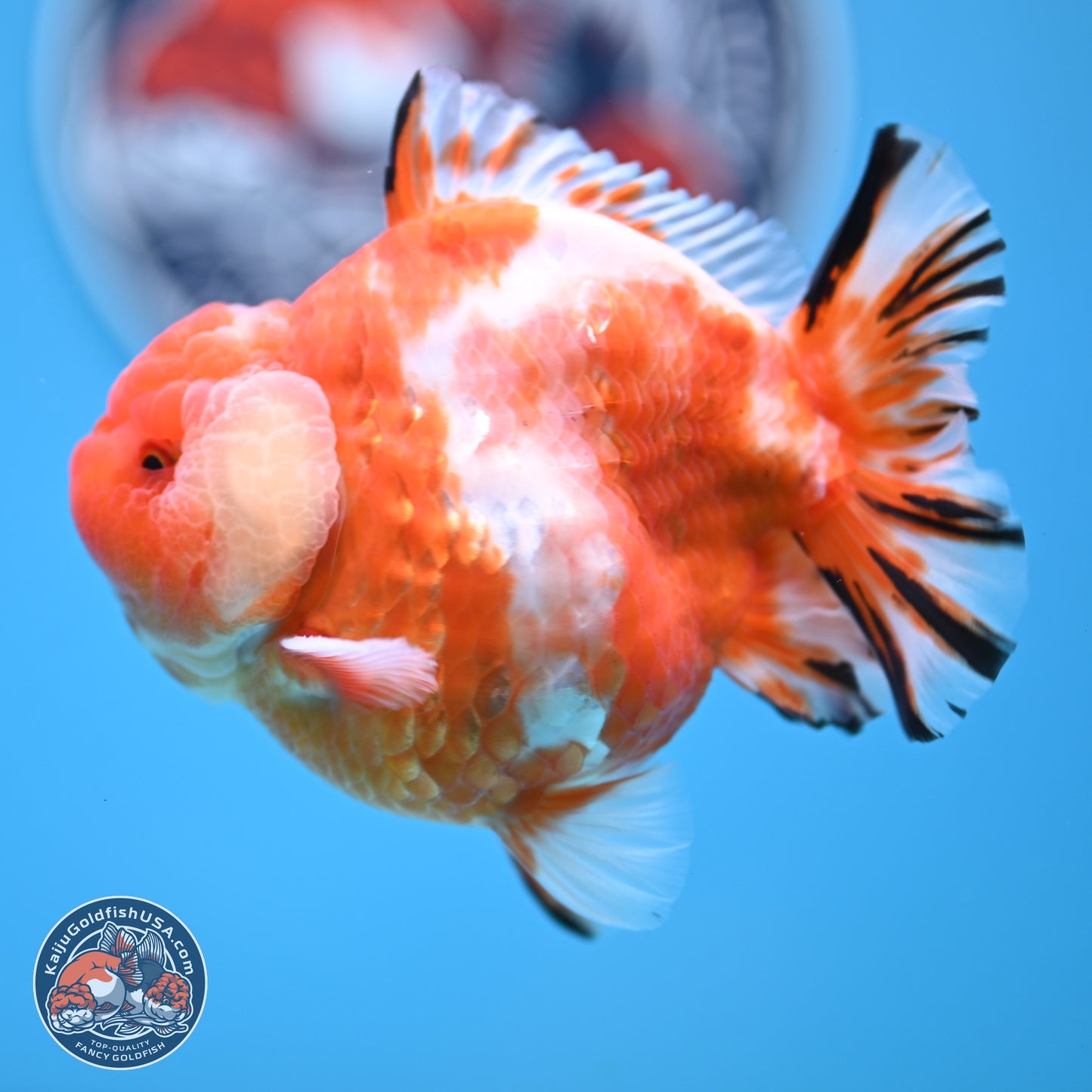 Shogun Sakura Oranda 4 inches Body - Male (250131_OR20)