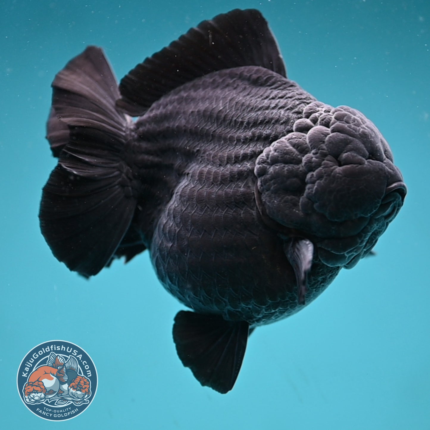Show Grade Jumbo Shogun Godzilla Jet Black Oranda inch Body (250822_OR20)