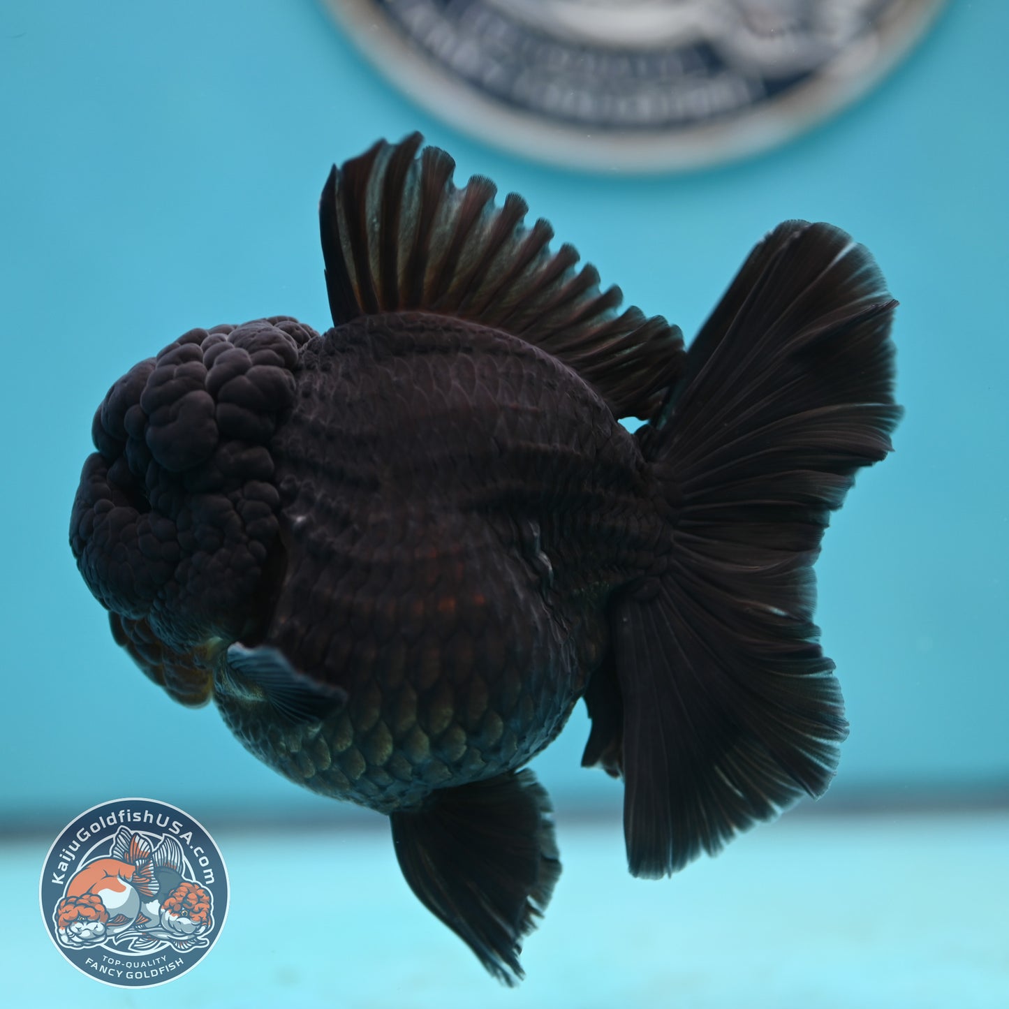 Jet Black Rose Tail Oranda 3.75 inches Body (250502_OR20)