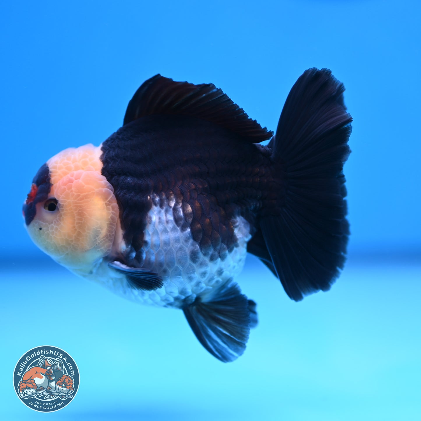 Tricolor YuanBao Oranda 3.5 inches Body - Male (241227_OR20) - Kaiju Goldfish USA