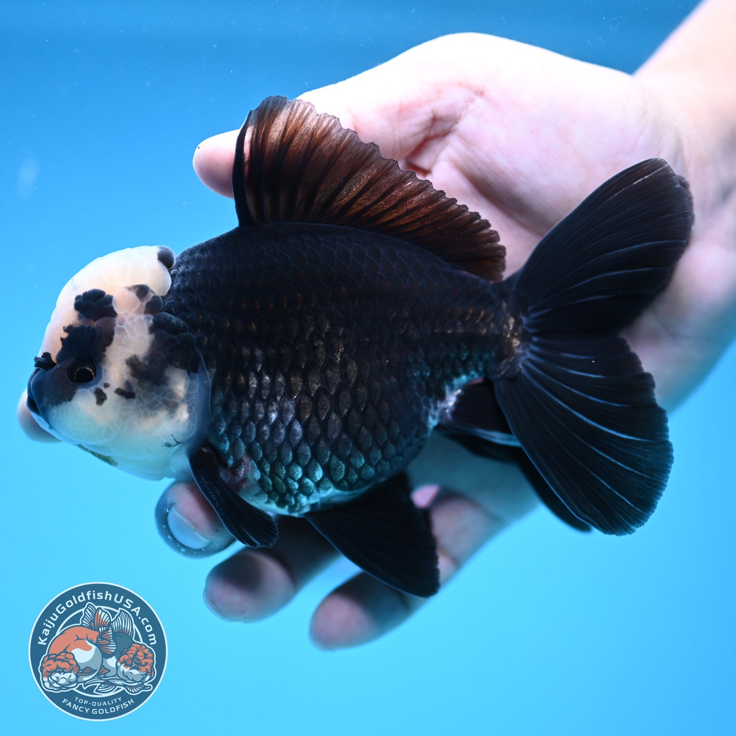Panda Oranda 4 inch Body (250912_OR20)