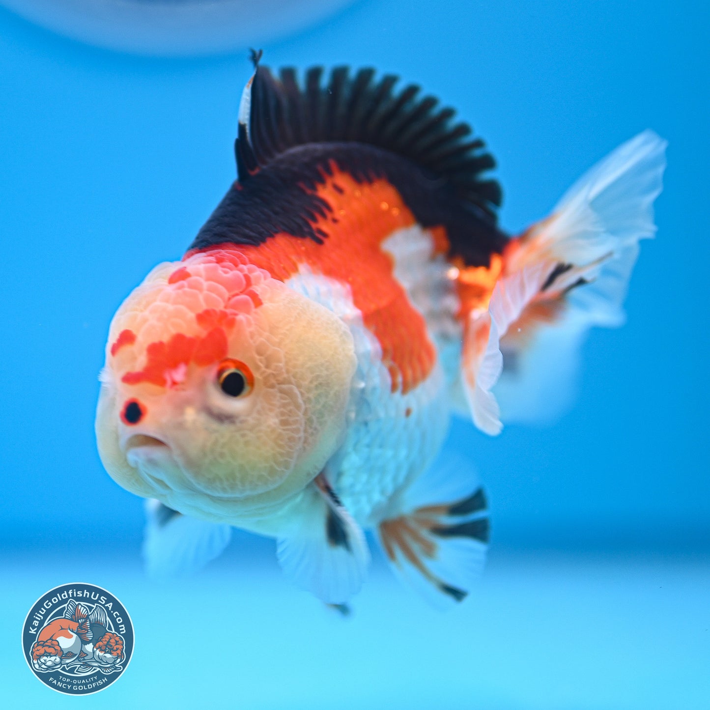 Tricolor Oranda 3.5-4.5 inches (240913_OR20) - Kaiju Goldfish USA