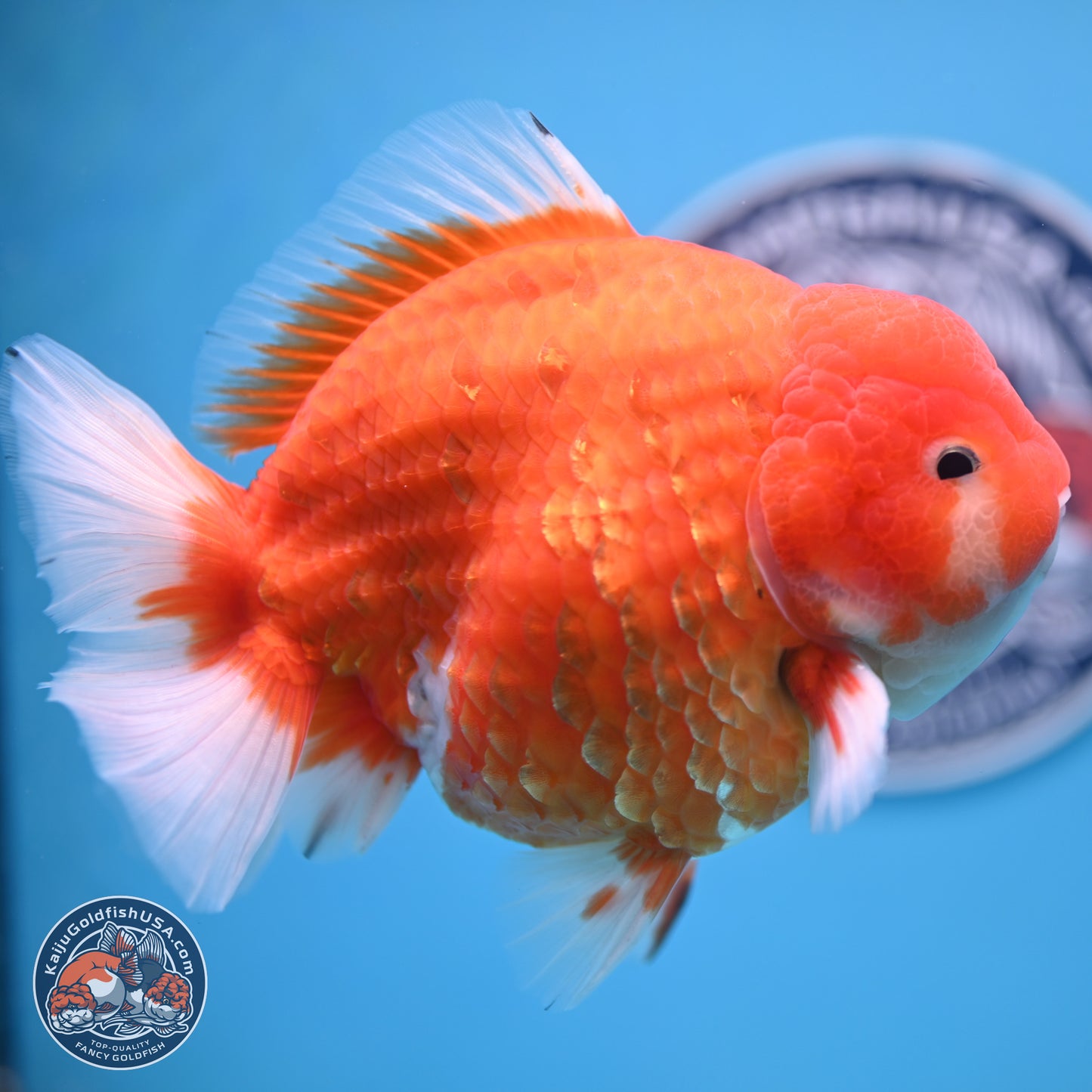 Jumbo Shogun Godzilla Sakura Oranda 6-7 inches (241004_OR20) - Kaiju Goldfish USA