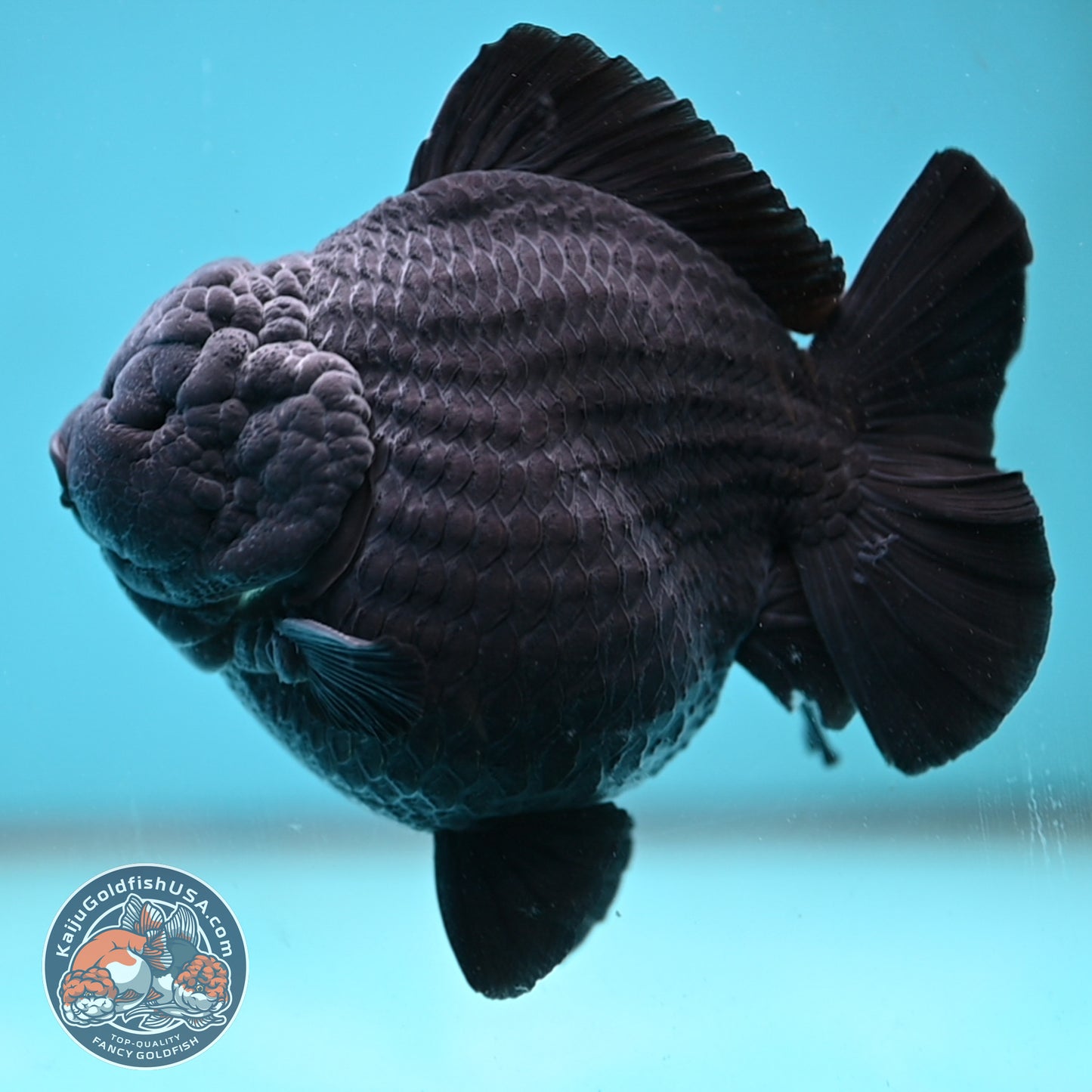 Show Grade Jumbo Shogun Godzilla Jet Black Oranda inch Body (250822_OR20)
