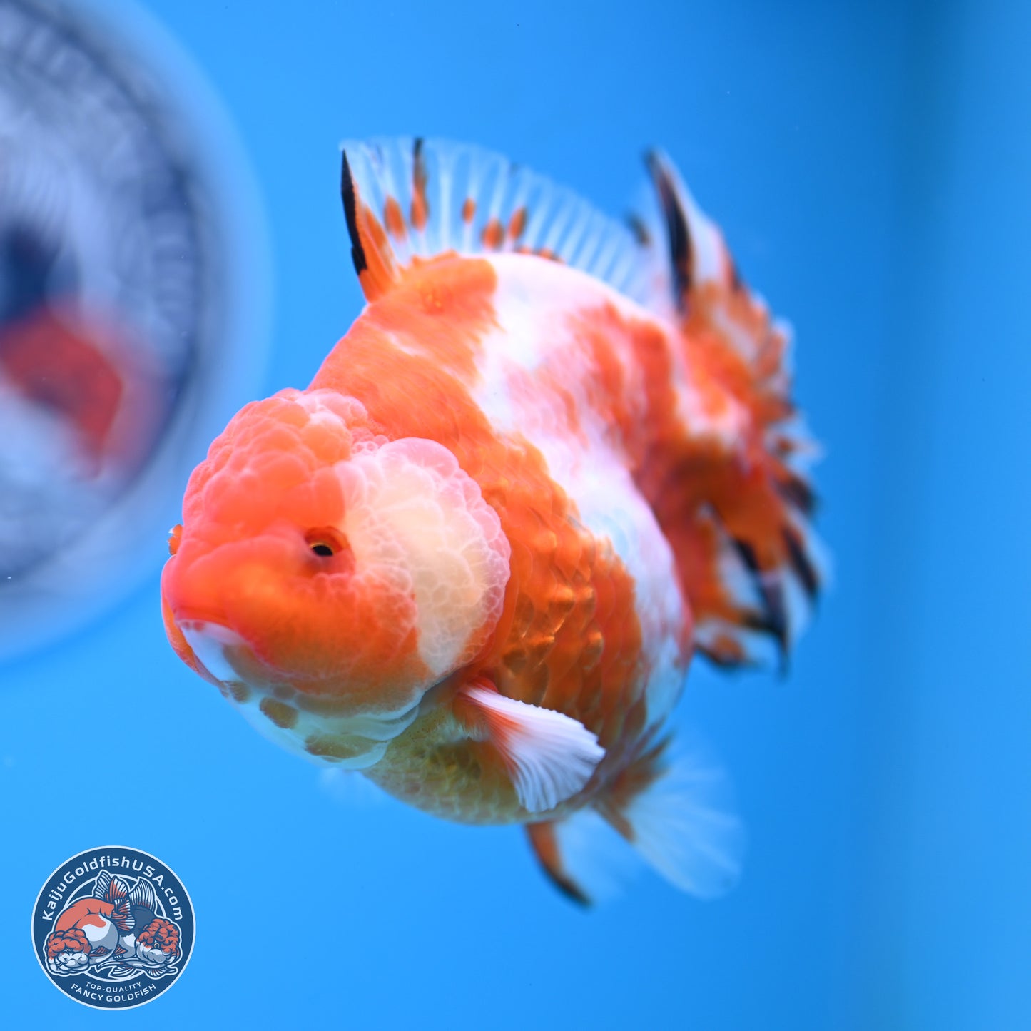 Shogun Sakura Oranda 4 inches Body - Male (250131_OR20)