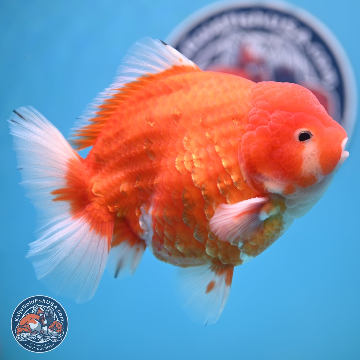 Jumbo Shogun Godzilla Sakura Oranda 6-7 inches (241004_OR20) - Kaiju Goldfish USA