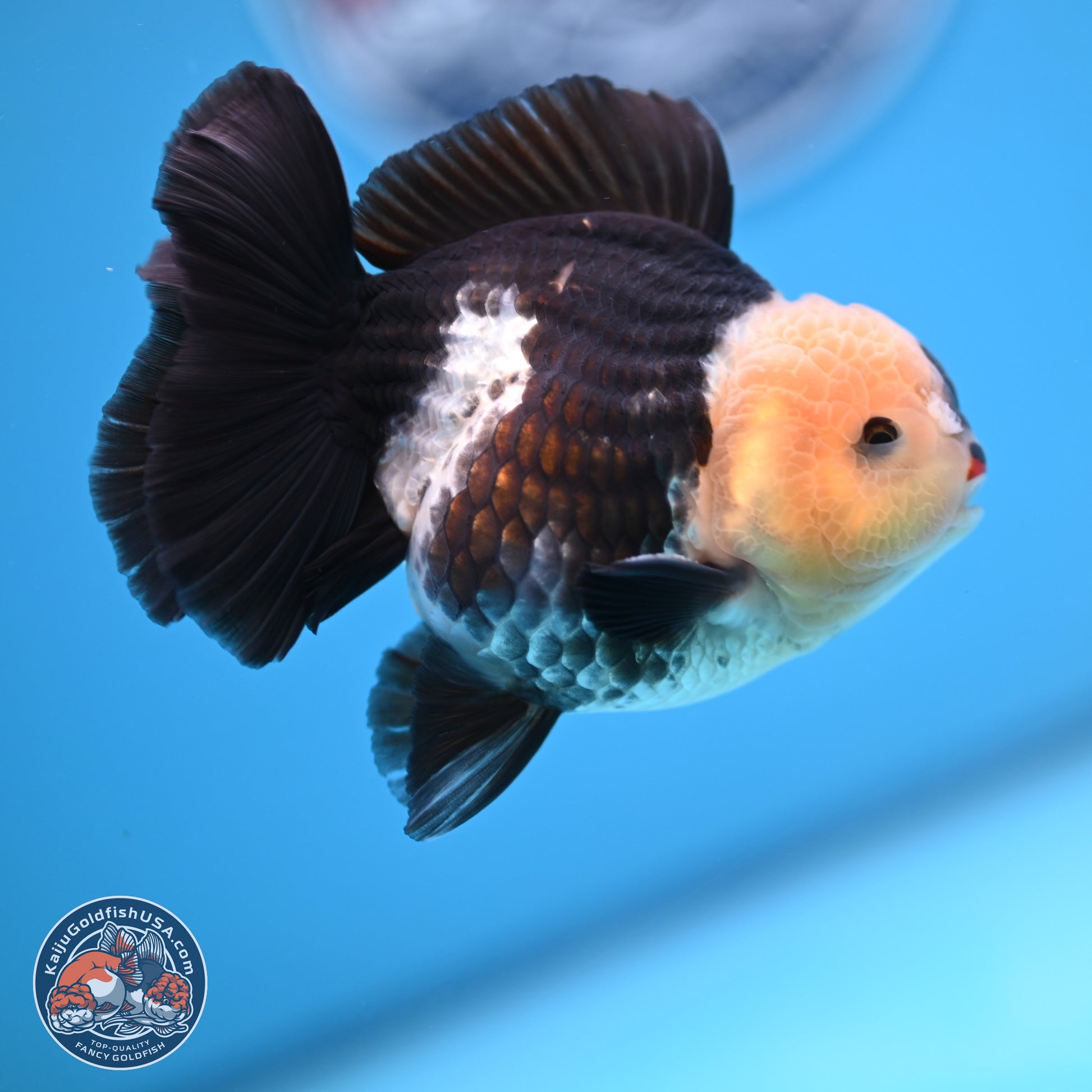 Tricolor YuanBao Oranda 3.5 inches Body - Male (241227_OR20) - Kaiju Goldfish USA