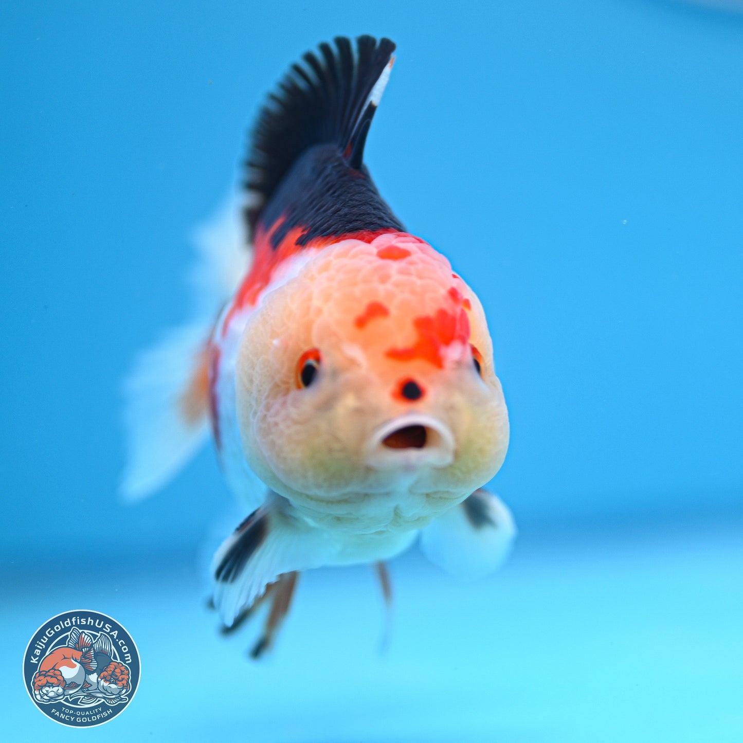 Tricolor Oranda 3.5-4.5 inches (240913_OR20) - Kaiju Goldfish USA