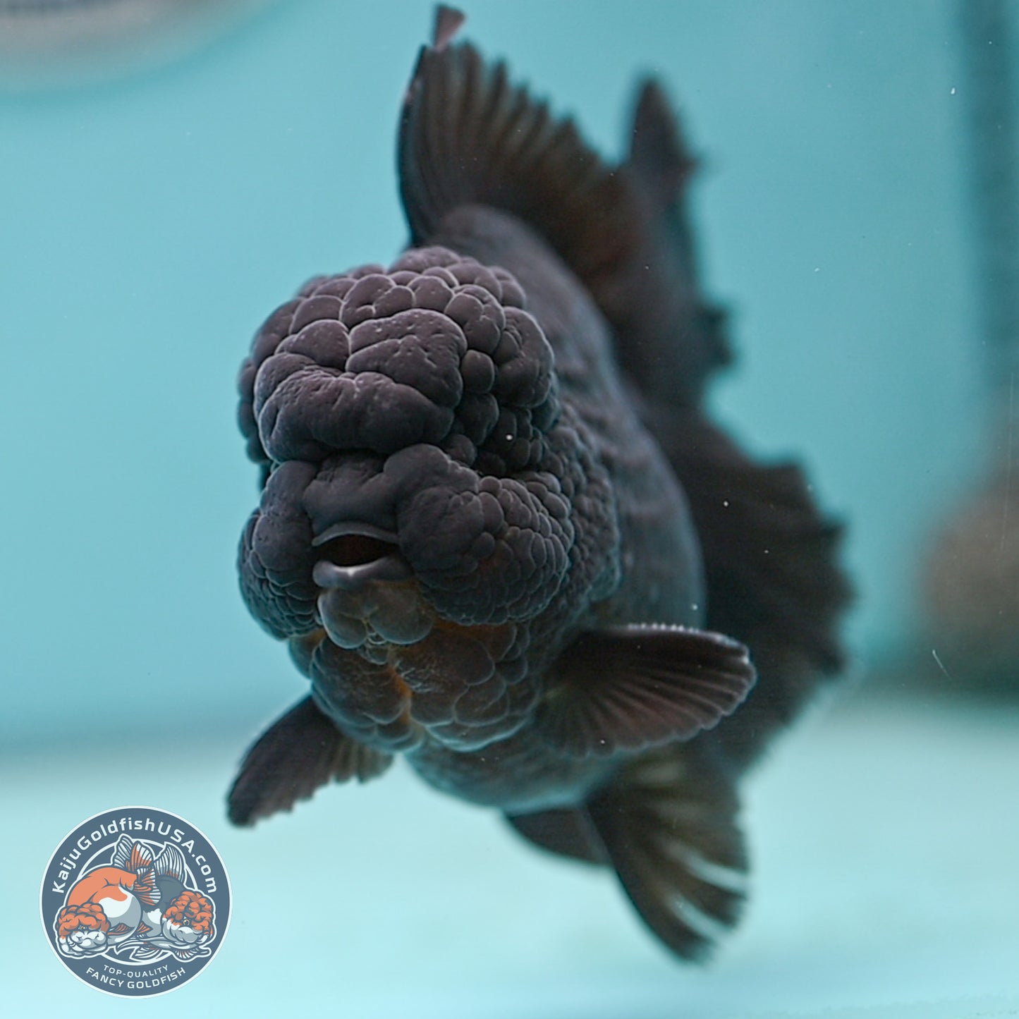 Jet Black Rose Tail Oranda 3.75 inches Body (250502_OR20)