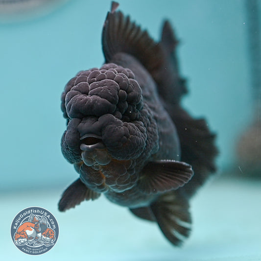 Jet Black Rose Tail Oranda 3.75 inches Body (250502_OR20)