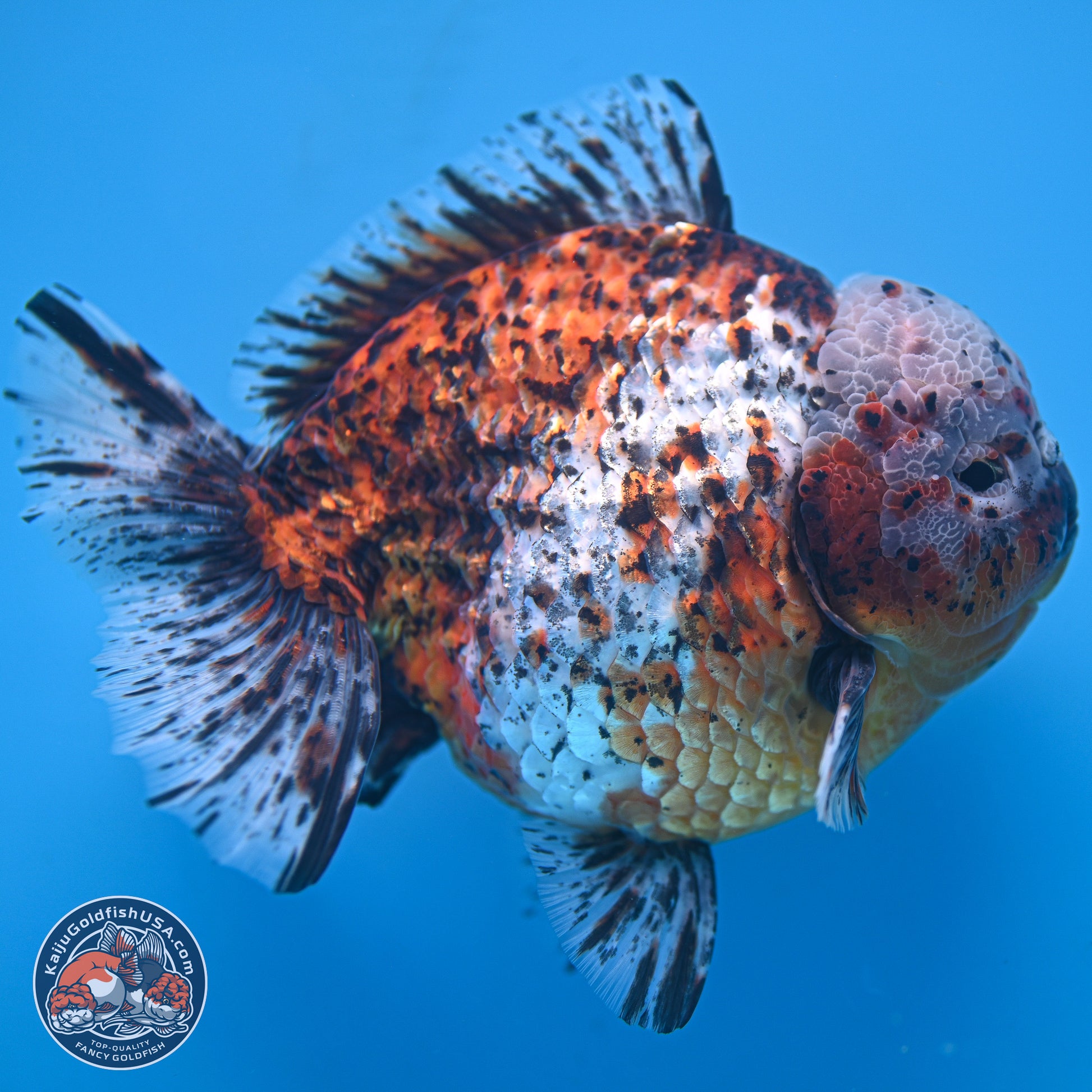 Super Jumbo Shogun Godzilla Oranda 7 inches - Male (241115_OR20) - Kaiju Goldfish USA