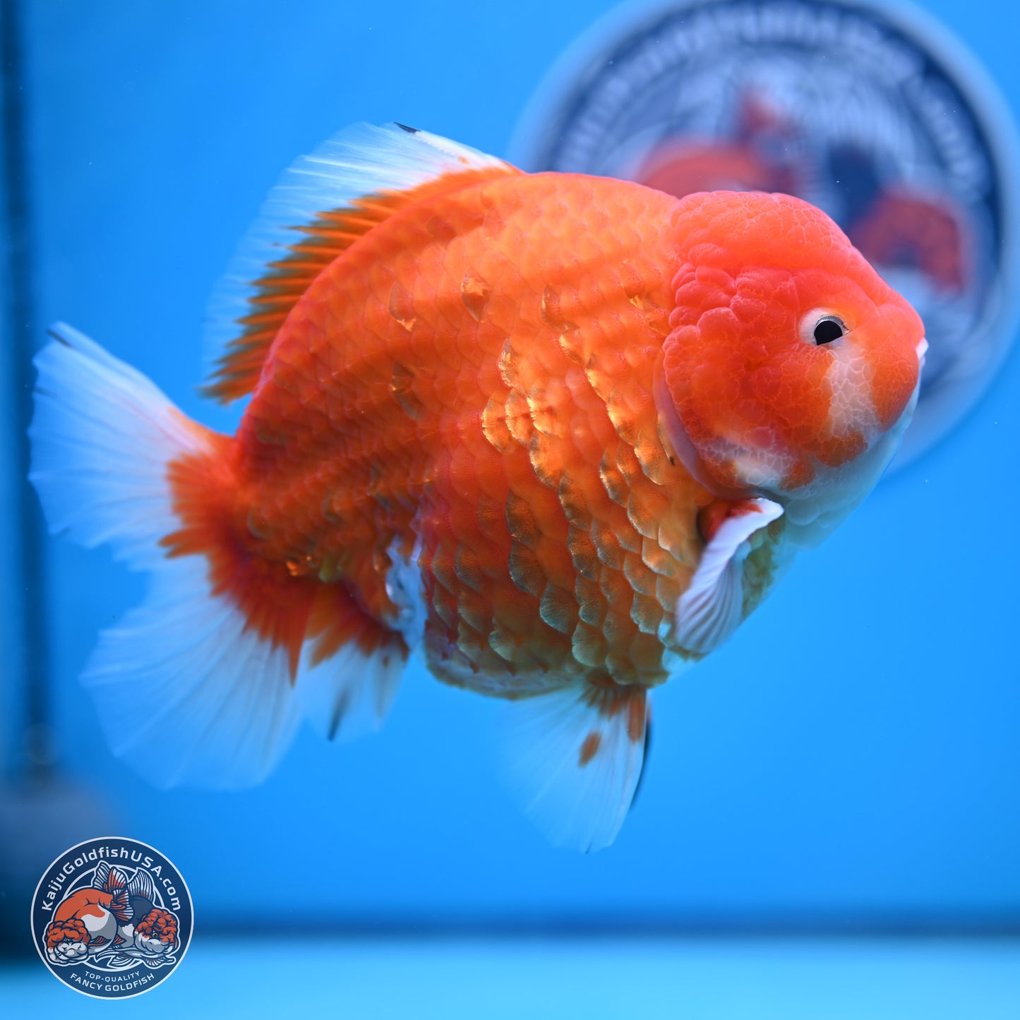 Jumbo Shogun Godzilla Sakura Oranda 6-7 inches (241004_OR20) - Kaiju Goldfish USA