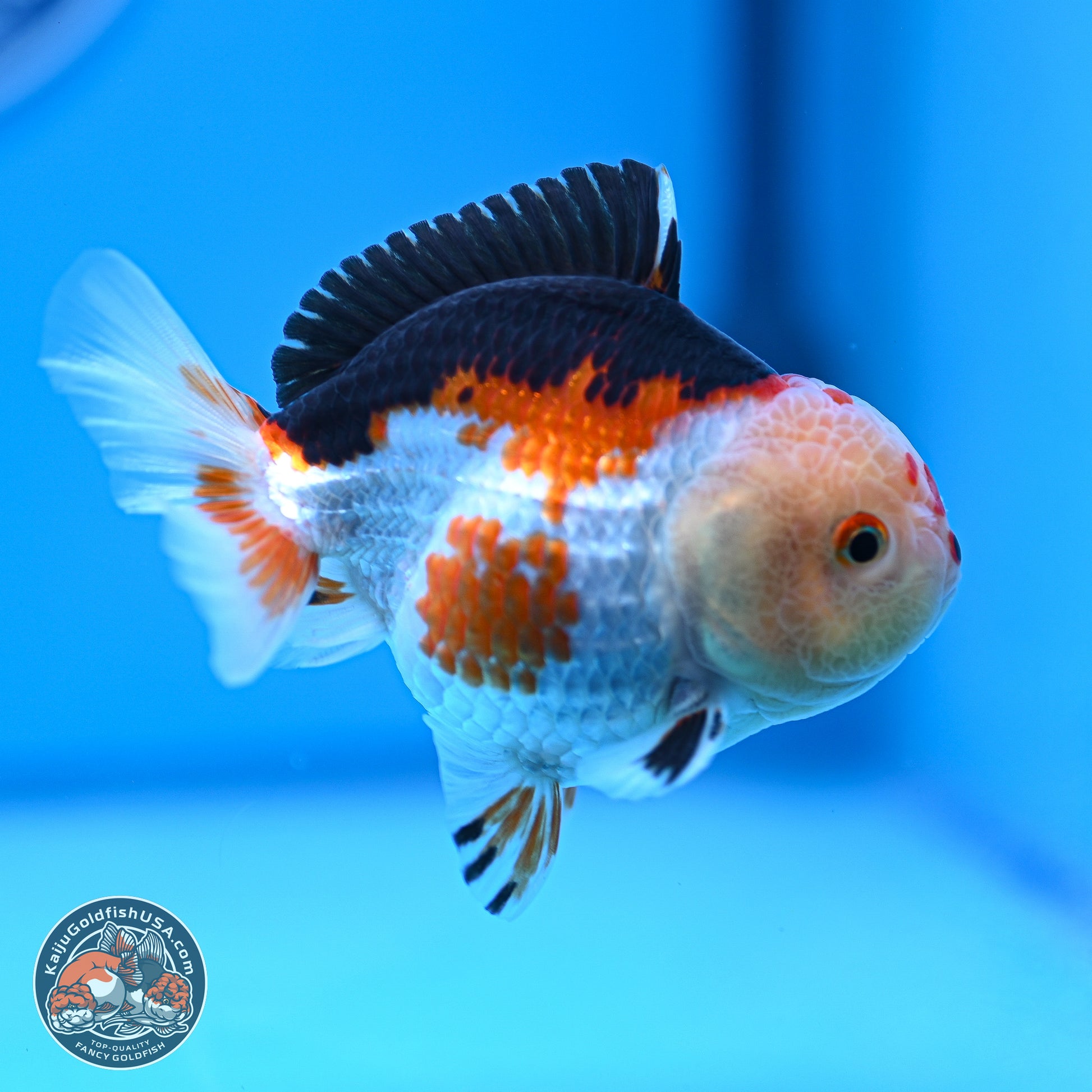 Tricolor Oranda 3.5-4.5 inches (240913_OR20) - Kaiju Goldfish USA