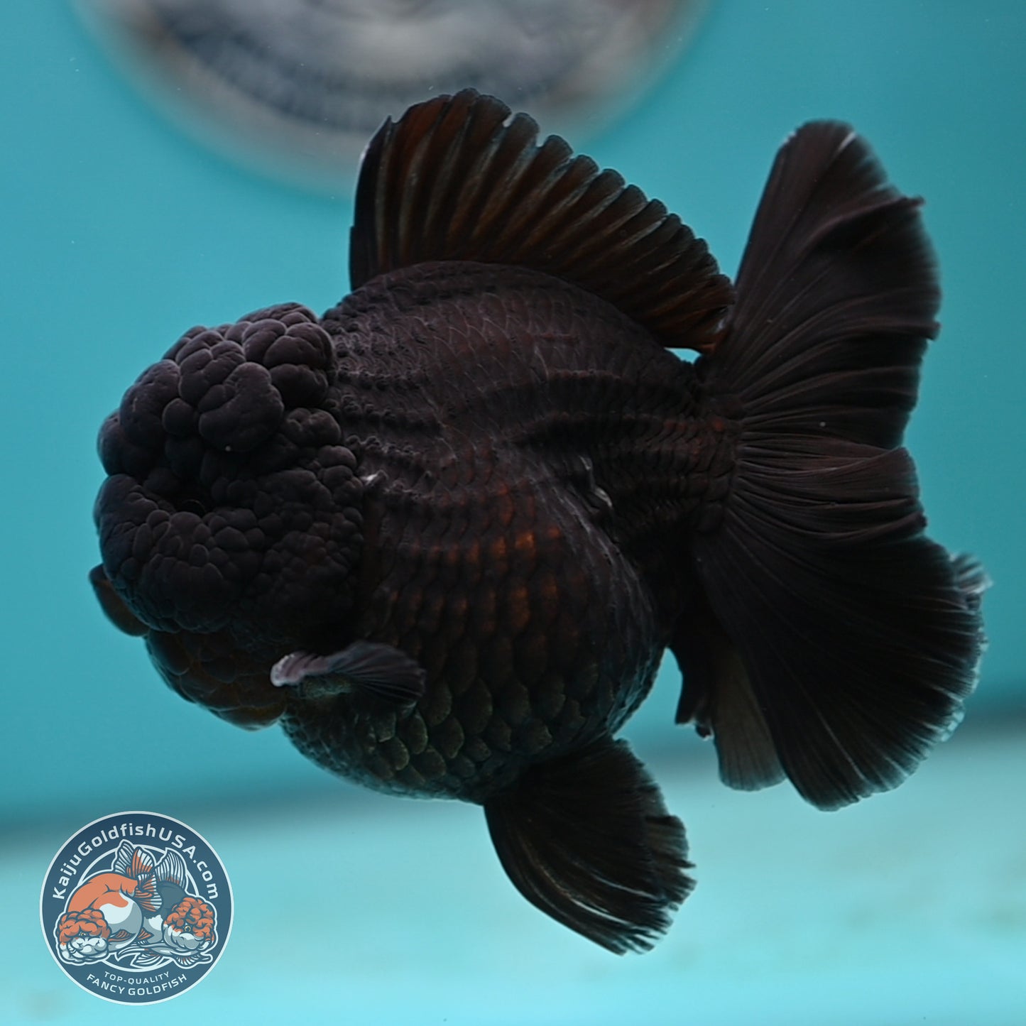 Jet Black Rose Tail Oranda 3.75 inches Body (250502_OR20)