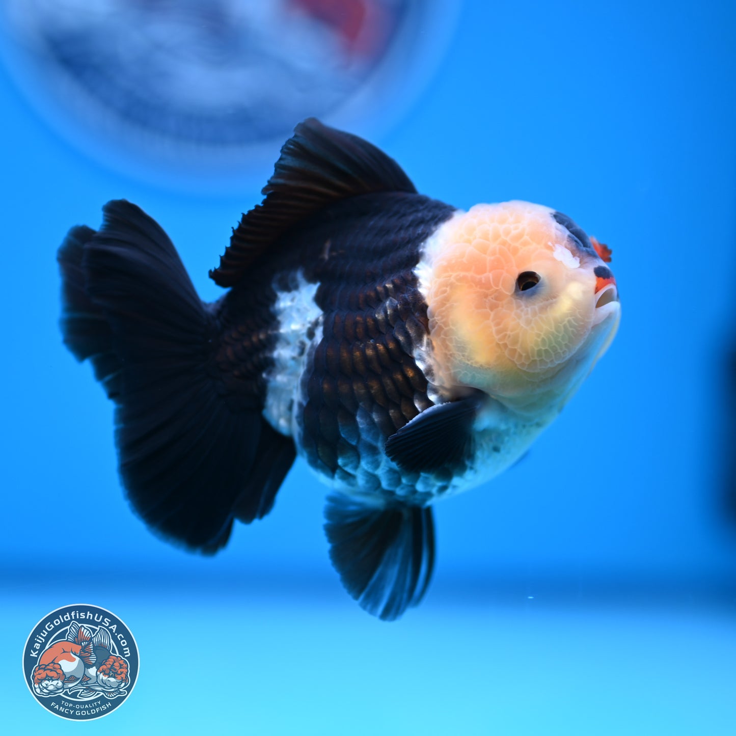 Tricolor YuanBao Oranda 3.5 inches Body - Male (241227_OR20) - Kaiju Goldfish USA