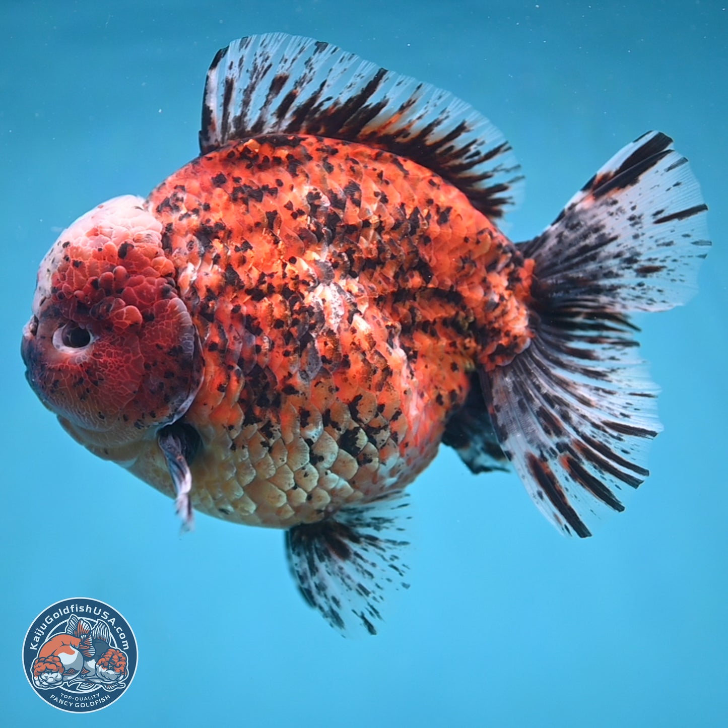 Super Jumbo Shogun Godzilla Oranda 7 inches - Male (241115_OR20) - Kaiju Goldfish USA