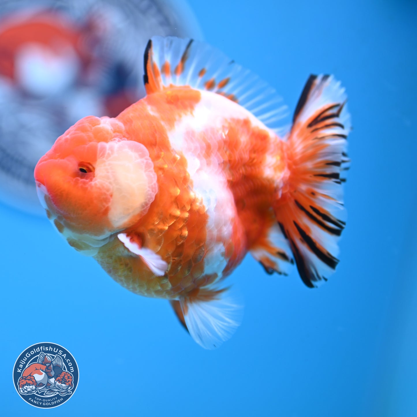 Shogun Sakura Oranda 4 inches Body - Male (250131_OR20)