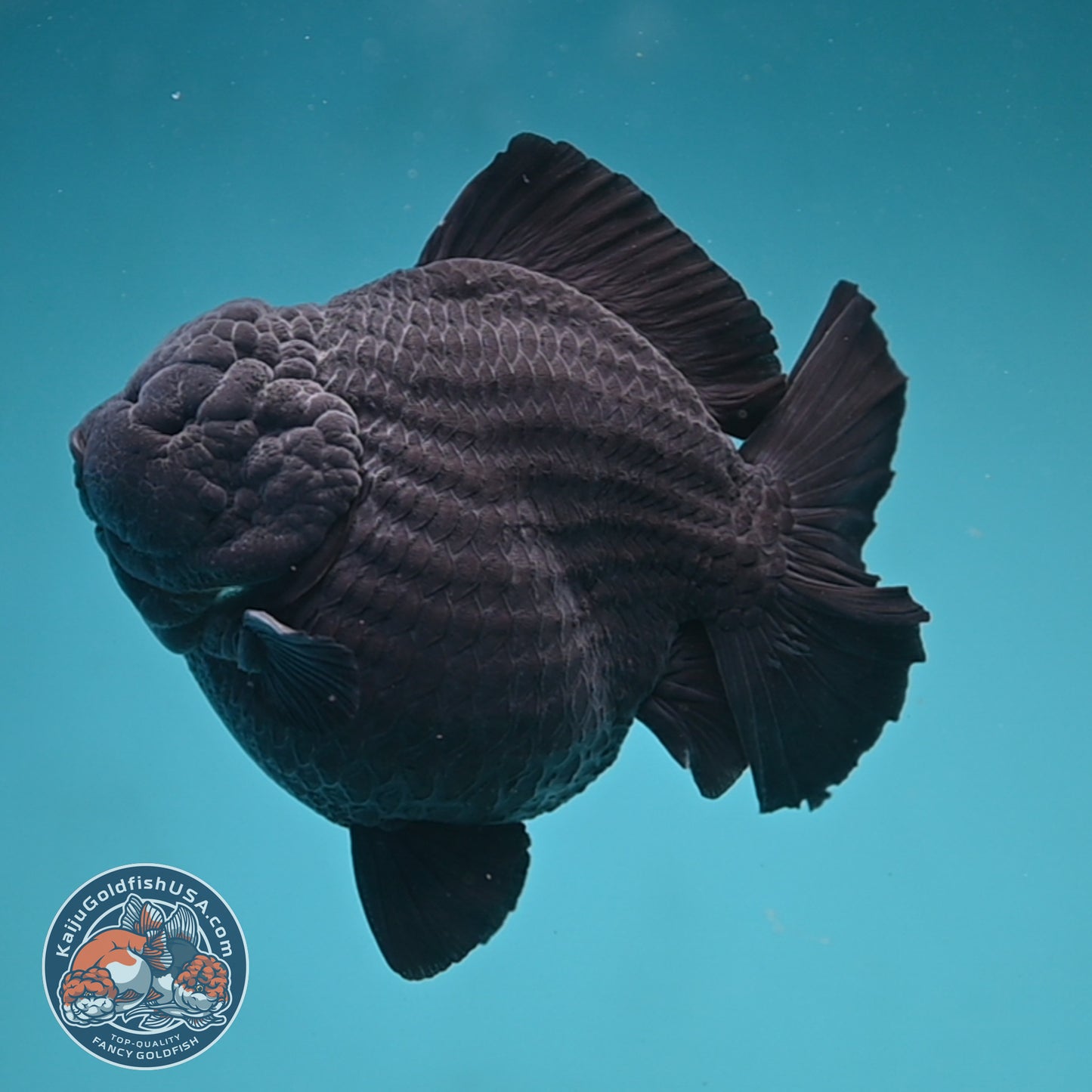 Show Grade Jumbo Shogun Godzilla Jet Black Oranda inch Body (250822_OR20)
