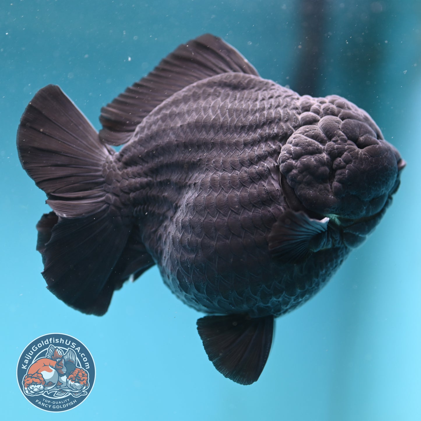 Show Grade Jumbo Shogun Godzilla Jet Black Oranda inch Body (250822_OR20)