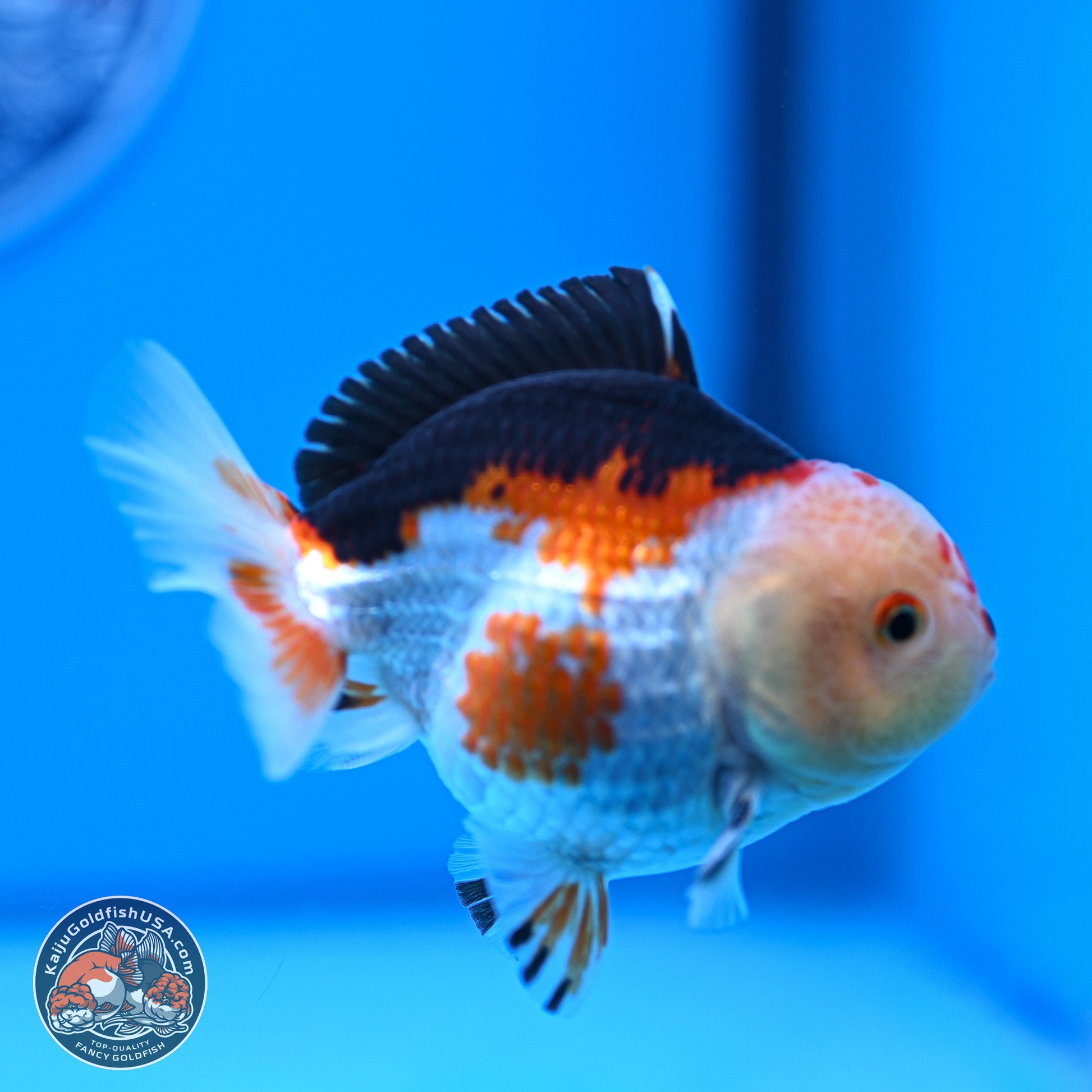 Tricolor Oranda 3.5-4.5 inches (240913_OR20) - Kaiju Goldfish USA